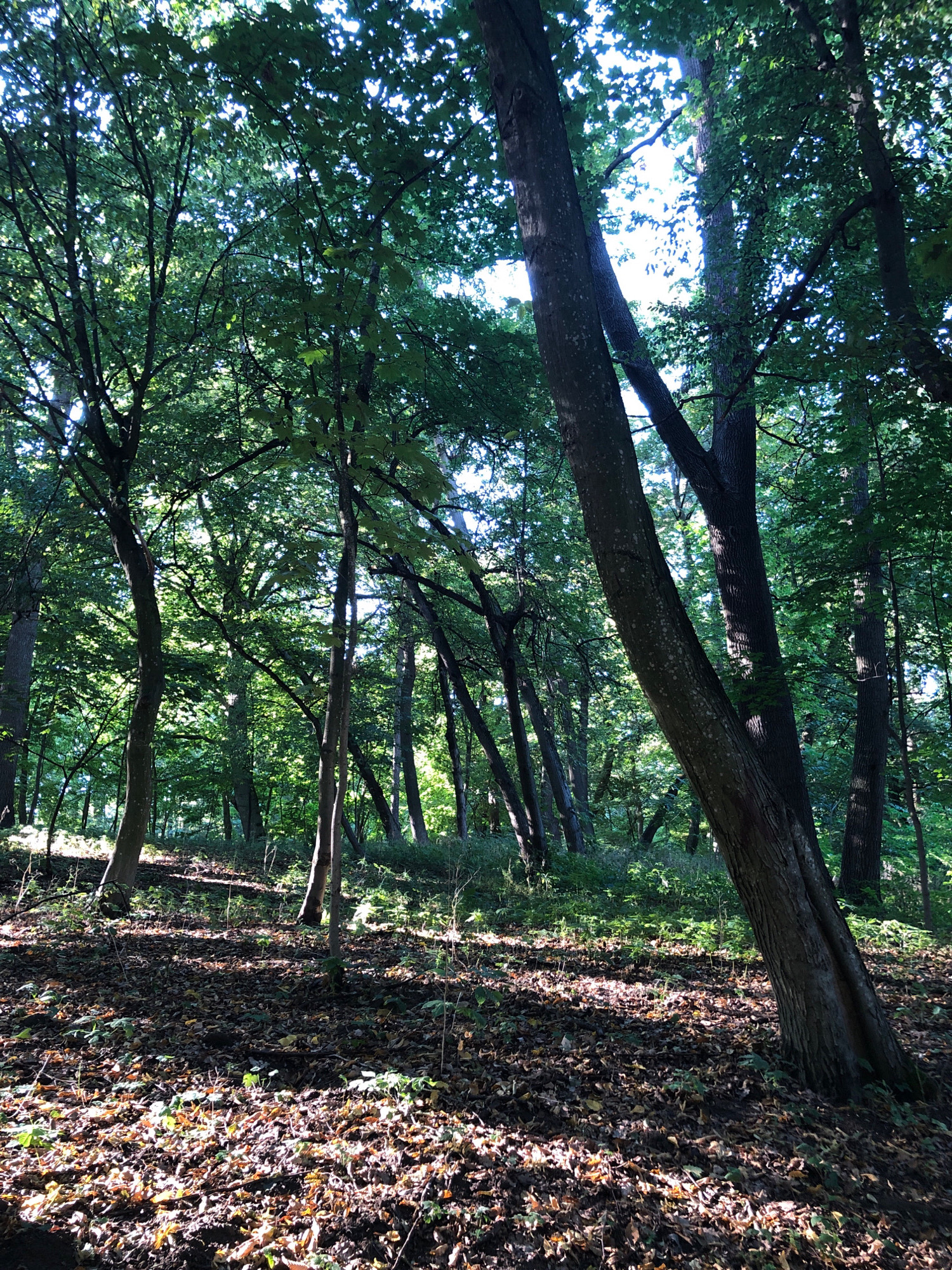 The image depicts a sun-dappled forest floor covered in fallen leaves. Tall trees with dense green foliage form a canopy overhead, allowing shafts of sunlight to penetrate the scene. The ground is uneven, suggesting a natural, uncultivated area. There are no people or animals visible in the image. The overall impression is one of a peaceful, natural woodland environment. This scene is consistent with natural areas found within or on the outskirts of the city of Lviv, Ukraine, which possesses numerous parks and forested regions.