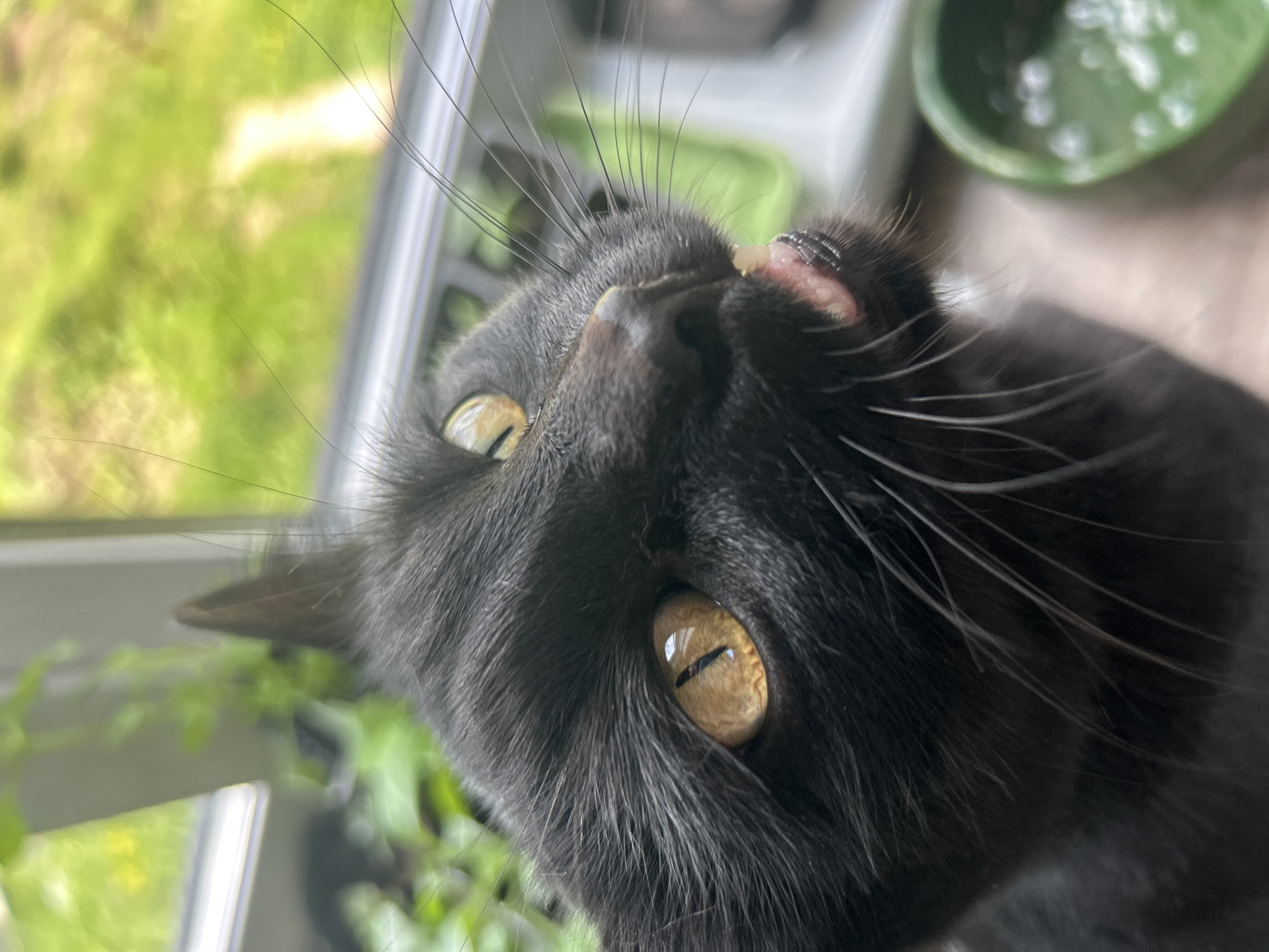 A close-up shot of a black cat's face is captured from a low angle, with the cat looking upwards and to the right. Its eyes are a striking golden-yellow with vertical pupils. Part of its tongue is visible, along with some teeth. The cat's fur is predominantly black, with some lighter hairs around its muzzle and prominent white whiskers.
In the background, out of focus, greenery and a window frame are visible. To the right, a portion of a green bowl, possibly containing food or water, is present. The overall impression is that of a domestic setting. There is no identifiable information suggesting the location is in the city of Perm, Russia.