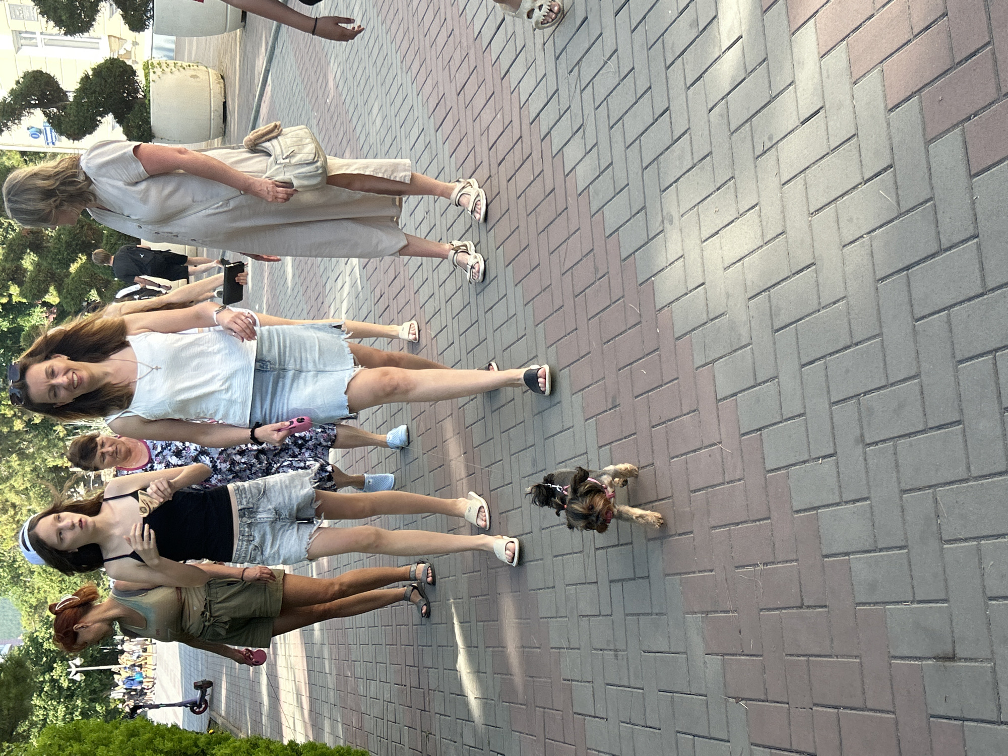 A small, brown and black Yorkshire Terrier dog walks on a paved pedestrian walkway. The dog is wearing a pink harness. The walkway is constructed of interlocking rectangular pavers in shades of gray and muted red. In the background, several women and one man are walking. One woman in the foreground is wearing a white tank top and denim skirt, with a white baseball cap. Another woman to her left wears a khaki tank top and olive-green shorts. Further back, a woman in a floral dress is visible, and to her right, a woman in a light-colored dress walks with a tan shoulder bag. The scene is illuminated by sunlight, casting shadows on the walkway. Trees and foliage are visible in the background, suggesting an outdoor, possibly park-like or promenade setting, consistent with Gelendzhik's coastal environment.