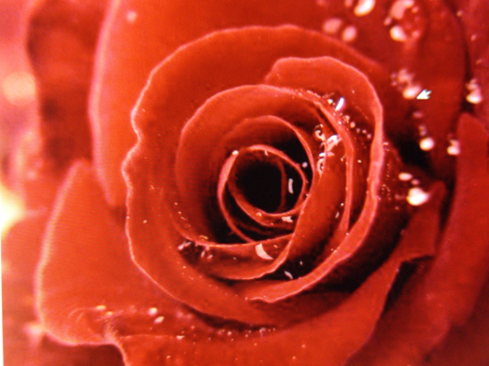 This is a close-up, macro photograph of a red rose with dew drops on its petals. The rose is in full bloom, with its petals unfurling to reveal the darker center. The lighting is soft and diffused, creating a warm and romantic atmosphere. The background is blurred and out of focus, further emphasizing the rose as the main subject. There are no people or other objects visible in the image. The photograph does not provide any information about its location in Mukachevo, Ukraine.