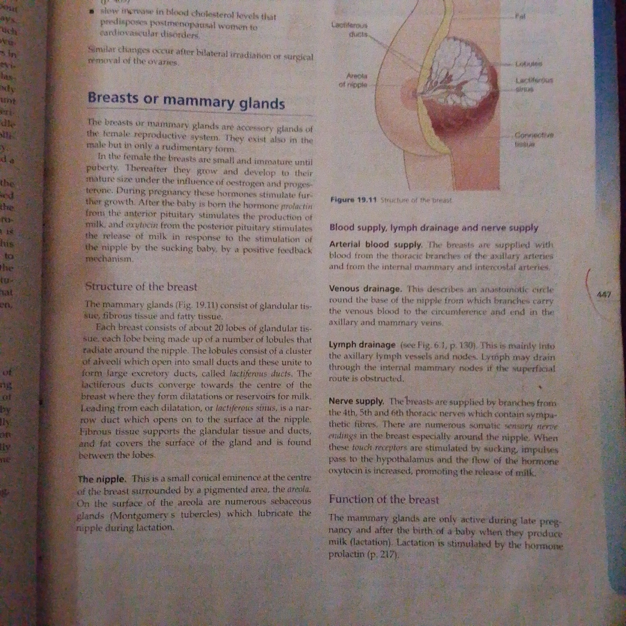 The image shows a page from a biology textbook detailing the anatomy and function of breasts or mammary glands. On the left side, there is text describing the breasts, their structure, and the nipple. On the right side, there is an anatomical illustration of a breast with labels pointing to different parts such as "Lactiferous ducts," "Areola of nipple," "Fat," "Lobules," and "Connective tissue." Below the illustration, there is text discussing the blood supply, lymph drainage, and nerve supply to the breasts, as well as their function. The text also refers to Figure 19.11, which is the illustration shown. There is no information in the image that relates to the city of Jalingo, Nigeria.