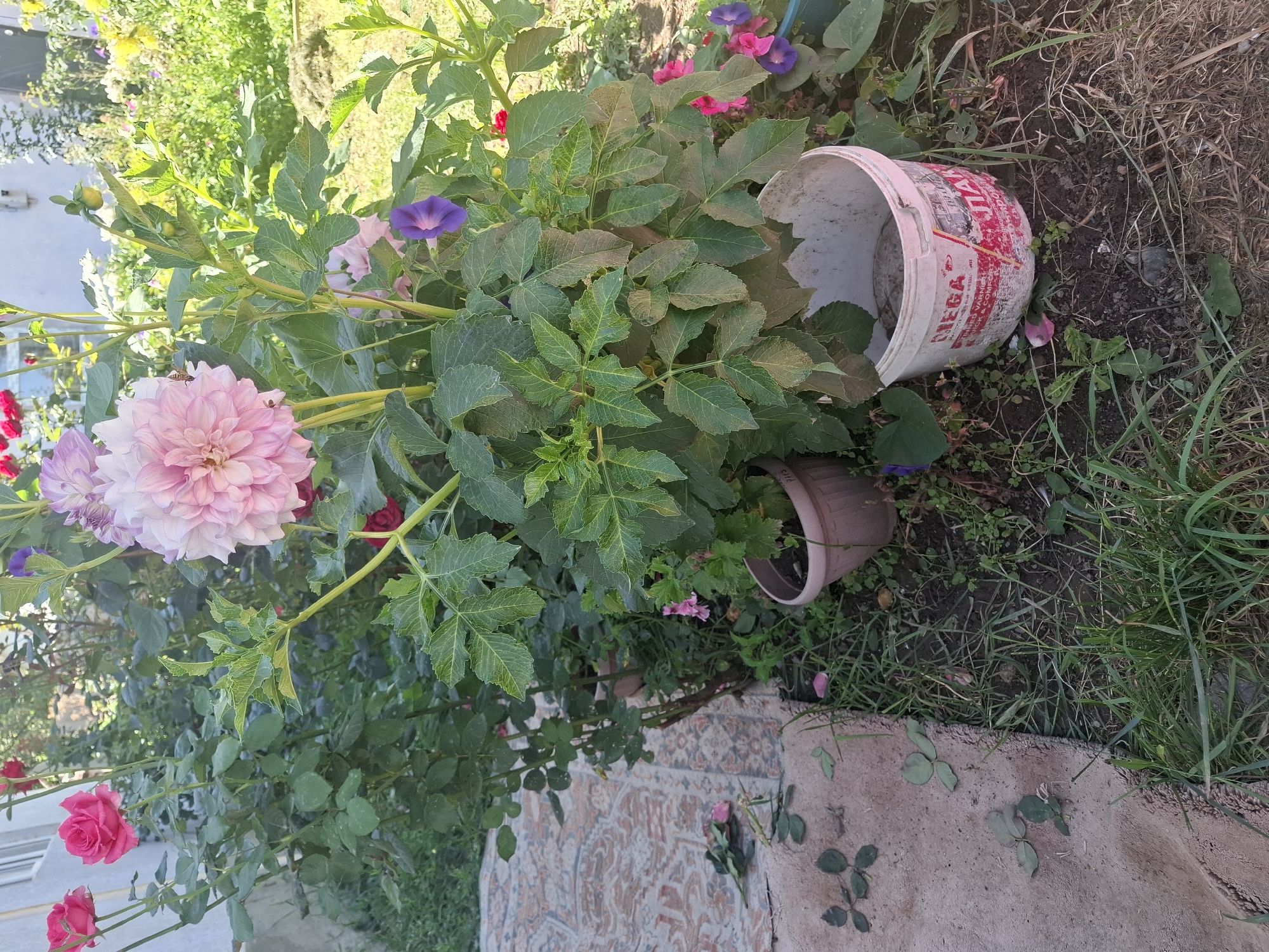 In Jeti-Ögüz, Kyrgyzstan, a close-up shot captures a vibrant garden scene. In the foreground, a large pink dahlia blooms prominently, its delicate petals unfurling against a backdrop of lush green foliage. To the left, a rose bush displays several bright pink roses, adding to the floral display. A small purple morning glory flower peeks out from beneath the dahlia. Several potted plants, including a brown planter with a dahlia seedling and a white bucket with red lettering, are scattered amongst the plants. The ground is covered in soil, grass, and fallen leaves. A patterned rug lies on the ground to the left, with rose petals scattered on it. The scene is illuminated by natural daylight, casting soft shadows on the ground.