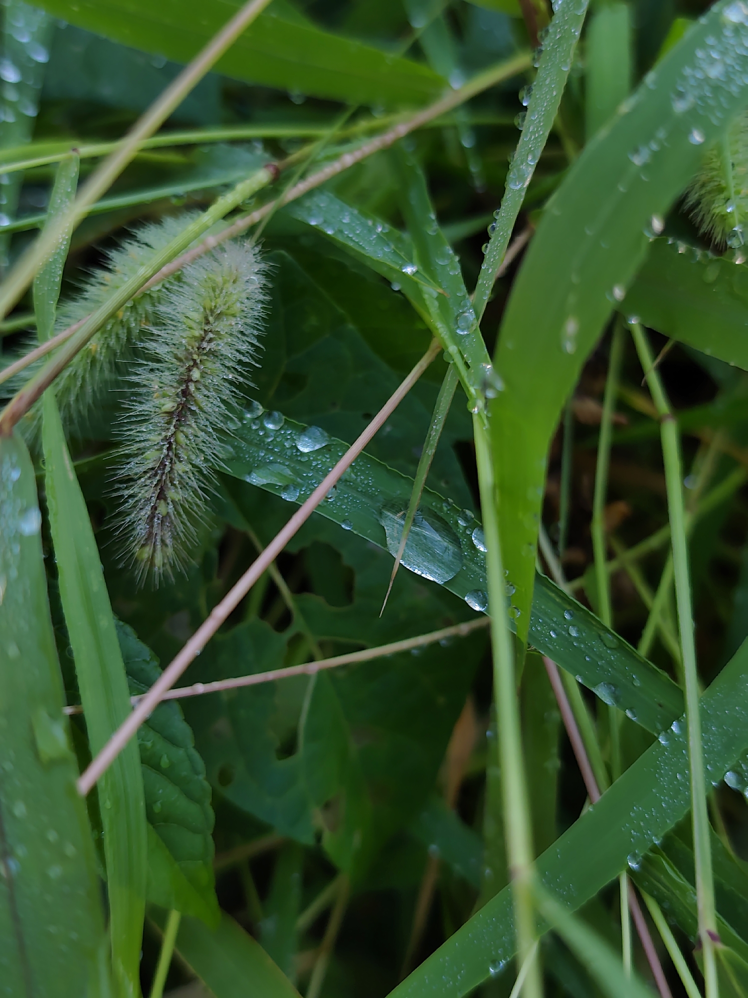 The image is a close-up, macro photograph of green grass and a foxtail weed after a rain. Dewdrops are visible on the blades of grass and the foxtail, reflecting light. The background is a blur of green foliage. The scene is an outdoor environment. The image is not specific to the city of Oryol-Izumrud, Russia; it depicts a natural outdoor setting. There are no people or actions depicted.