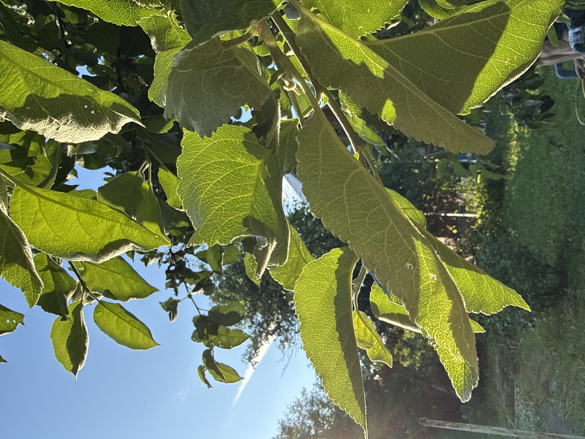 The image is an outdoor, close-up shot of green leaves with a bright blue sky and a hint of a contrail in the background. The leaves are illuminated by sunlight, creating a backlit effect that highlights their intricate vein patterns and serrated edges. Some leaves appear dusty or slightly damaged, with small holes. In the background, out of focus, there are trees, grass, and what appears to be a building or structure. The location is identified as Дзержинец-83 Снт, Russia. There are no people or discernible actions depicted.