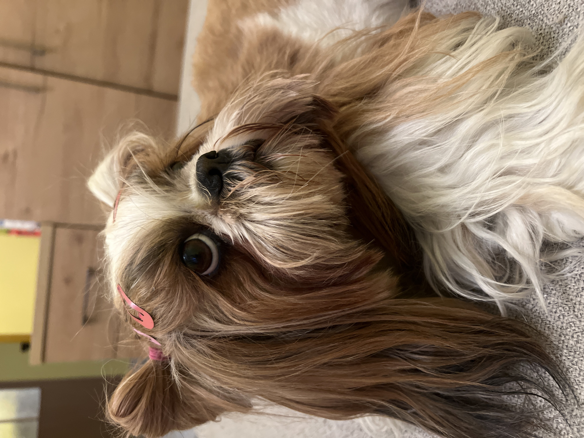A close-up, eye-level shot captures a Shih Tzu dog with brown and white fur resting on a textured grey surface. The dog's face is partially obscured by its long fur. A pink barrette is visible clipped into the fur above its left ear. The dog's large, dark eyes are looking upwards and to the right. The background is blurred, but appears to be an indoor domestic setting with wooden furniture. The location of Białystok, Poland is not discernible from the image.