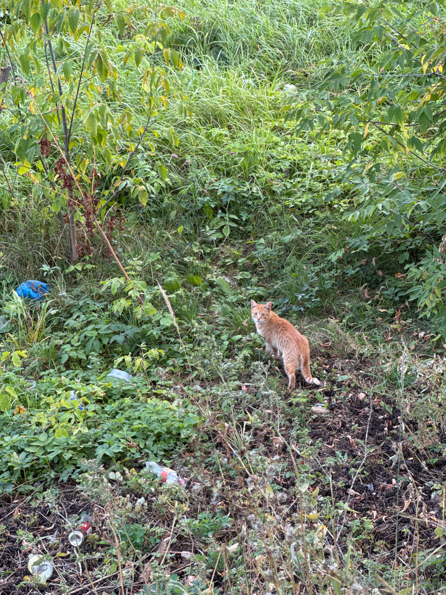 An orange cat stands in overgrown vegetation with visible litter, including plastic bottles and cans, in Novoivanovskoe, Russia. The cat is facing the camera, with its body angled slightly to the right, and its tail is white-tipped. The environment is a dense mix of green plants, dry grass, and exposed soil. There is a blue plastic bag and a clear plastic bottle in the background to the left, and a red and white bottle and several cans are scattered in the foreground to the right.