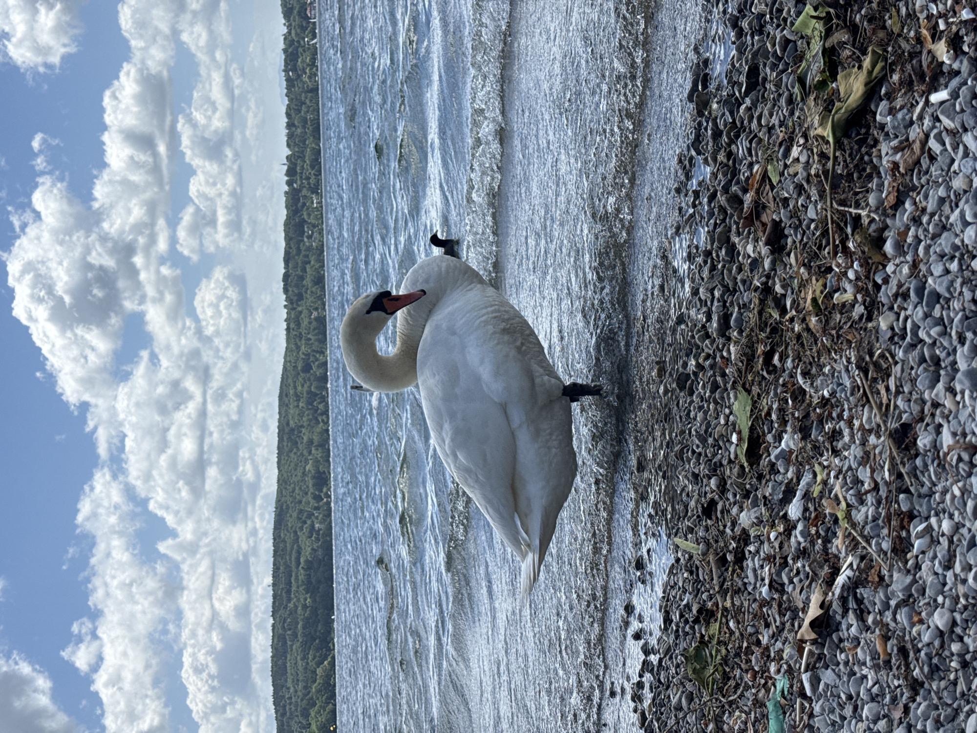 A white swan stands on a pebble shore at the edge of a lake. The swan is facing left, with its neck curved and its head turned. Its feathers are white, and its beak is orange with a black tip. The water is choppy, with small waves lapping at the shore. In the background, a forested hill rises from the opposite side of the lake. The sky is blue with scattered white clouds. There is some debris on the shore, including leaves, twigs, and plastic. A small dark bird is visible in the water to the right of the swan.