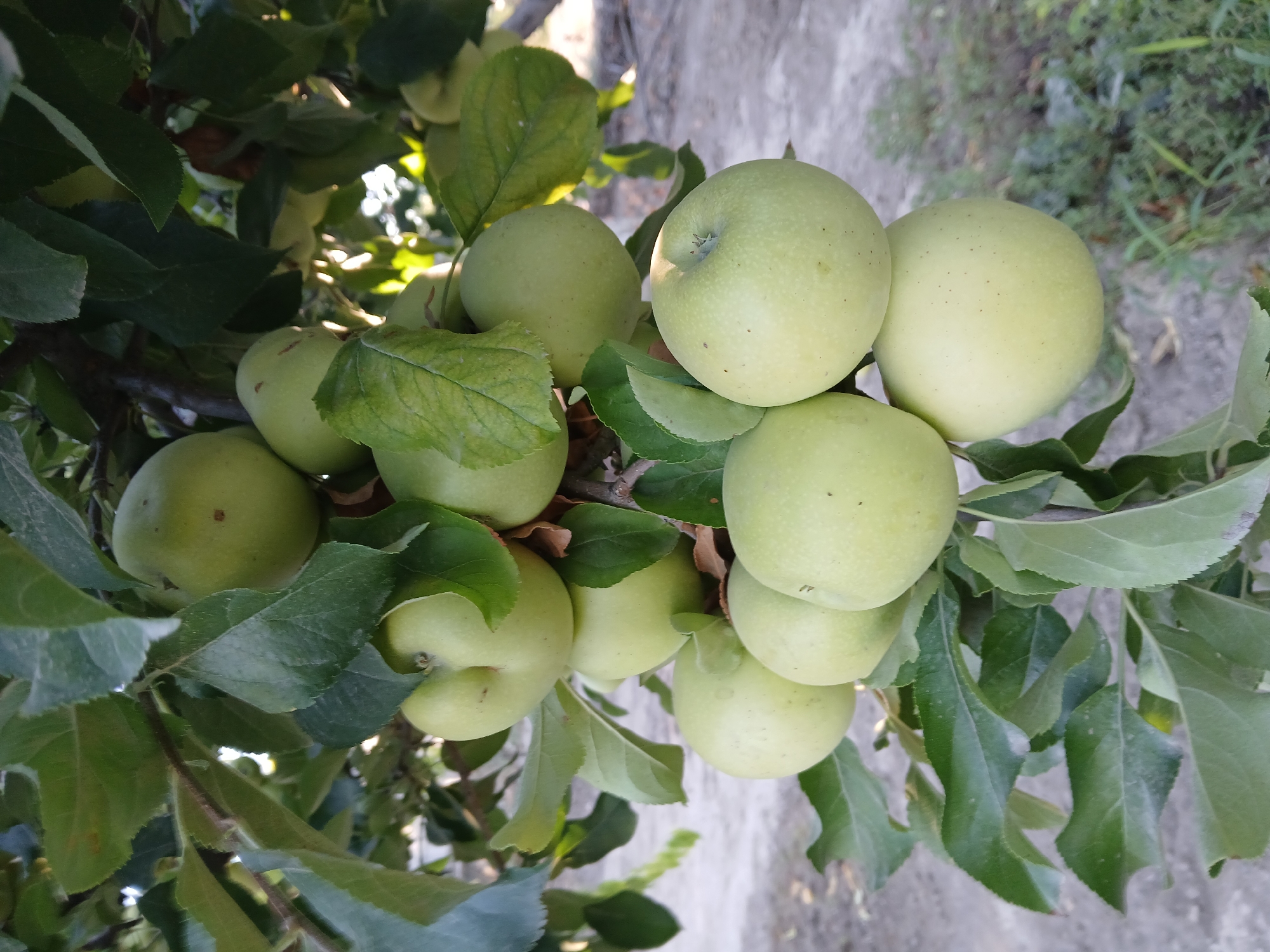 The image shows a close-up view of a branch of an apple tree laden with numerous green apples. The apples are clustered together, some partially obscured by the tree's green leaves. The background is blurred, suggesting an outdoor setting with a ground surface visible, possibly dirt or gravel, with some vegetation. The lighting indicates it is daytime. There are no people or animals present in the image. The scene depicts a natural harvest or fruit-bearing state of an apple tree.