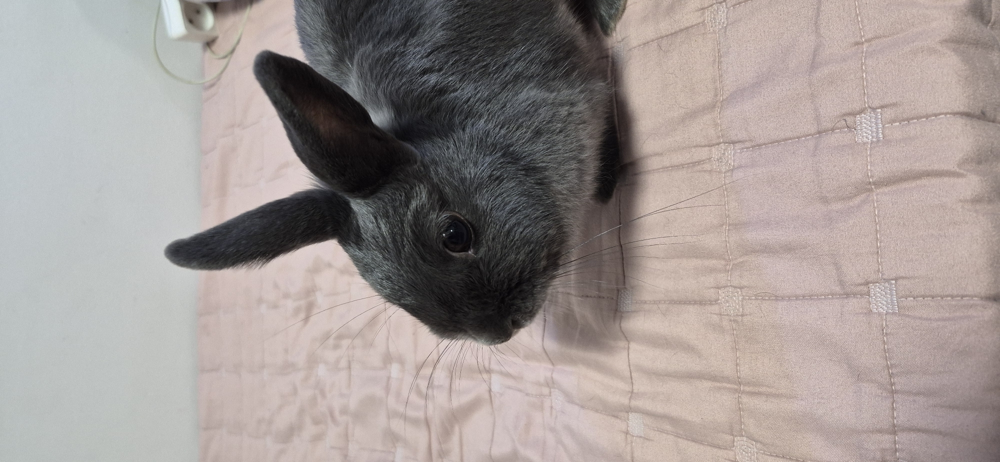A close-up, eye-level, full-shot photograph captures a dark gray rabbit sitting on a pale pink quilted surface. The rabbit is positioned in the right half of the frame, facing left. Its fur is short and dense, and its long ears are upright. The rabbit's eyes are dark and round, and its whiskers are long and prominent. The quilted surface appears to be a blanket or comforter, with a subtle checkered pattern formed by stitching and small fabric squares. The background is out of focus, showing a light-colored wall and a white electrical outlet with a cord attached. There is no indication of the city of Ussurijsk, Russia, in this image.