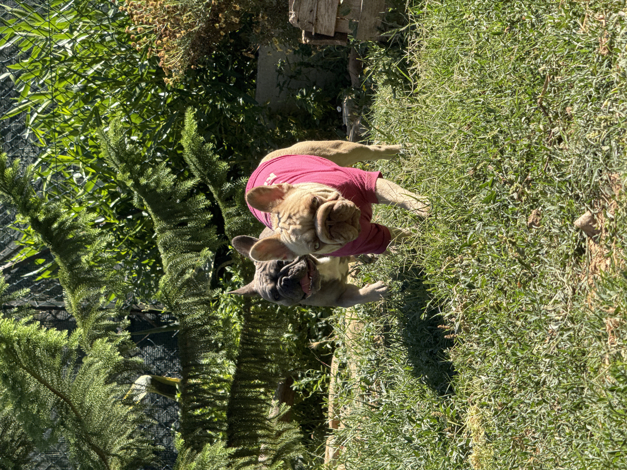 The image shows two French Bulldogs in a grassy, outdoor area. The dog in the foreground is fawn-colored and wearing a pink t-shirt. It is looking directly at the camera with its tongue slightly out. The second dog, behind and to the left of the first, is a darker grey color and is also looking towards the camera with its mouth open. The dogs are in a yard with green grass, and there are trees and foliage in the background. There is also a chain-link fence visible behind the greenery, and a piece of weathered wooden structure on the right side of the image. The scene appears to be a sunny day. The specific location in San Benedetto del Tronto, Italy is not discernible from the image.