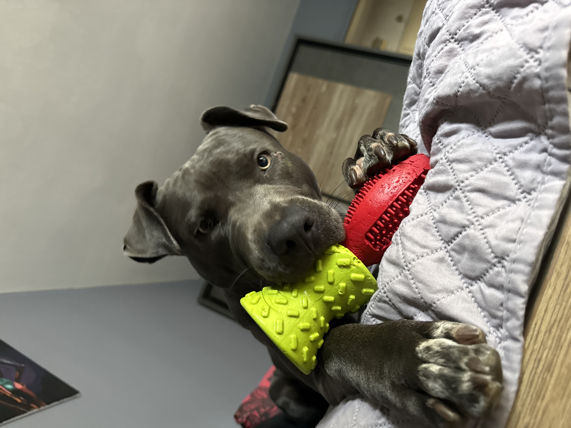 The image shows a close-up, low-angle shot of a dark-colored dog, possibly a pit bull mix, lying on a quilted light purple blanket. The dog is holding two chew toys in its mouth: one is bright lime green and cone-shaped with textured bumps, and the other is red and appears to be a similar shape. The dog's head is tilted, and its eyes are looking towards the camera. A portion of a framed picture with vibrant colors is visible on the wall in the upper left corner, and a dresser or closet door with a wooden grain pattern is in the background on the right. The dog's paws and claws are visible on the blanket. The lighting suggests an indoor setting, possibly a bedroom or living area. There is no specific indication of the location being in Varna, Bulgaria.