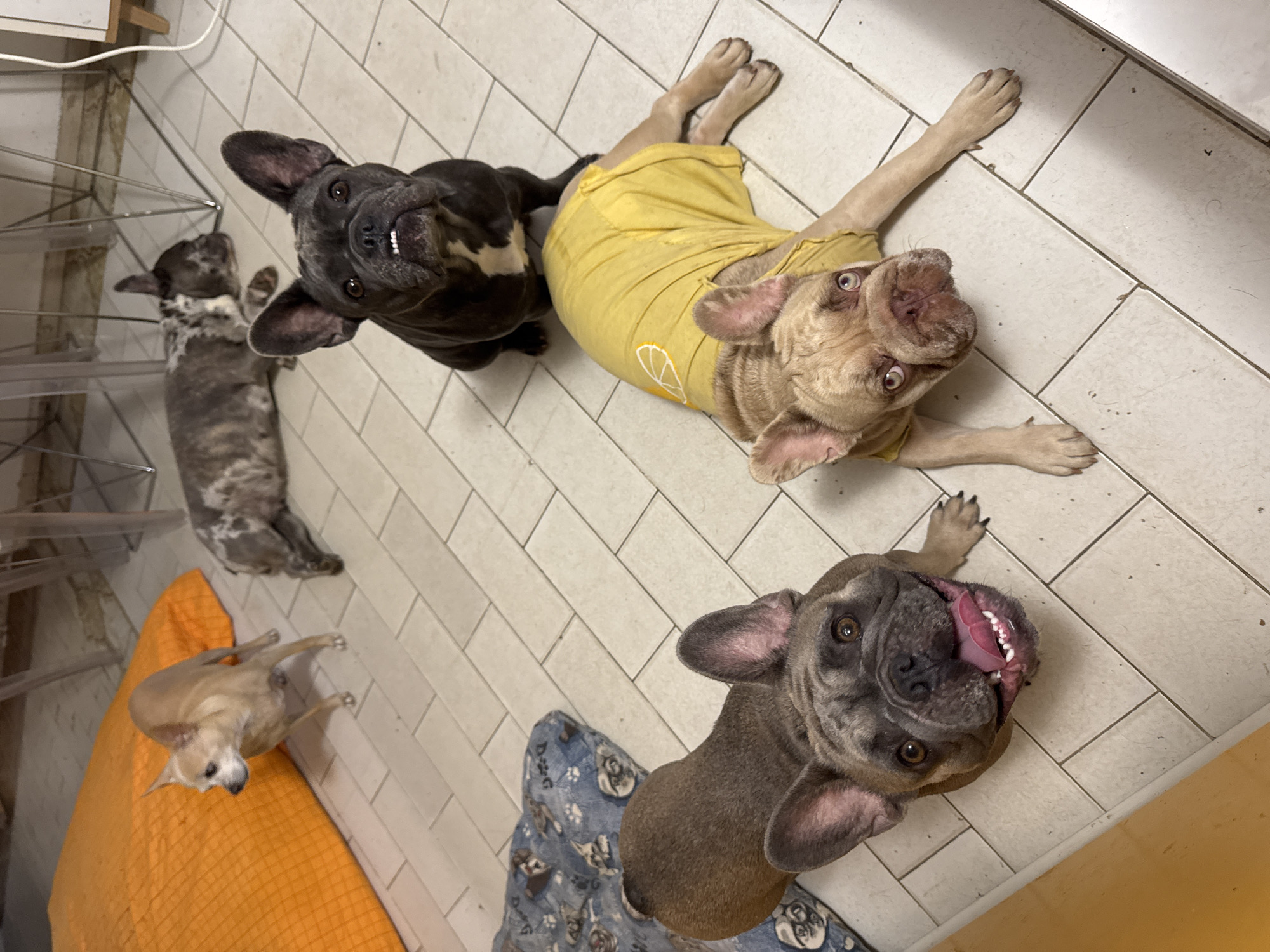 Four dogs are on a tiled floor indoors. In the foreground, two French Bulldogs are facing the camera. The one on the left is grey-brown and looking up with its mouth open, tongue out. The one on the right is fawn-colored, wearing a yellow t-shirt with a white lemon design, and is lying on its side. Further back, a dark grey French Bulldog is sitting and looking directly at the camera. Behind it, a brindle and white dog is lying down. To the left, a small tan Chihuahua stands near an orange cushion. The room appears to be a domestic setting with furniture legs visible in the background.