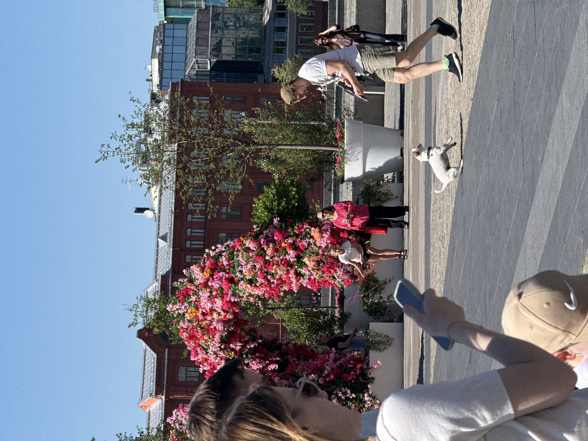 This image depicts an urban outdoor scene on a clear, sunny day in Moscow, Russia. The specific location is identifiable by the distinctive reddish-brown brick buildings with their characteristic roofs in the background, which correspond to the former "Krasny Oktyabr" (Red October) chocolate factory complex on Bolotny Island.
In the immediate foreground, to the left, a person with light brown hair, wearing a light-colored short-sleeved top, holds a blue smartphone with both hands, looking down at the screen. Behind this individual, the dark hair of another person is partially visible. Below the smartphone user, the back of a child's head, wearing a tan baseball cap with a white Nike logo, is seen.
The midground features a large, curved archway heavily adorned with dense clusters of pink, red, and orange flowers. Several large, white, cylindrical planters are situated around and to the right of the arch, containing small trees and various green foliage. To the left side of the floral arch, a person with dark hair is partially visible. Under the arch, on the right side, a young female wearing a white T-shirt and dark shorts holds a reddish-orange rope. To her right, a woman in a bright pink top, dark trousers, and sunglasses stands, observing the scene to her left.
Further to the right, a man with a beard, wearing a white T-shirt, khaki shorts, and an olive-green baseball cap, walks from right to left. He looks downwards and to his left, holding a dark, cylindrical object in his right hand. He wears black athletic shoes with bright green socks. A small, white dog, resembling a Jack Russell Terrier with brown patches on its ears, is captured mid-air, jumping towards the man and the object. Behind the man, another woman with dark hair and sunglasses walks from right to left, wearing a dark top and light-colored pants, carrying a dark bag over her shoulder.
The ground is paved with alternating dark gray and lighter gray rectangular slabs. The background is dominated by the aforementioned reddish-brown brick buildings, some featuring reflective glass elements, under a clear blue sky.