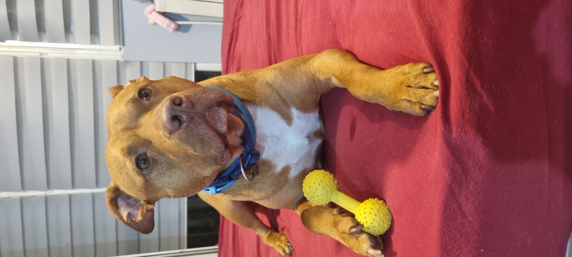 A light brown, short-haired dog, resembling a Pit Bull type breed, with a white chest patch and wearing a blue collar, lies prone on a red fabric surface. The dog's brown eyes are directed forward, and its ears are partially folded. A yellow, textured, dumbbell-shaped chew toy is positioned to the left of its front paws. A small, dark, wet-looking spot is present on the red fabric near the dog's chest. In the background, white horizontal window blinds are visible, with a light grey wall to the right. A small pink object rests on a light-colored surface in the far right background. The scene is illuminated by ambient indoor light, in the city of Unknown, Unknown.