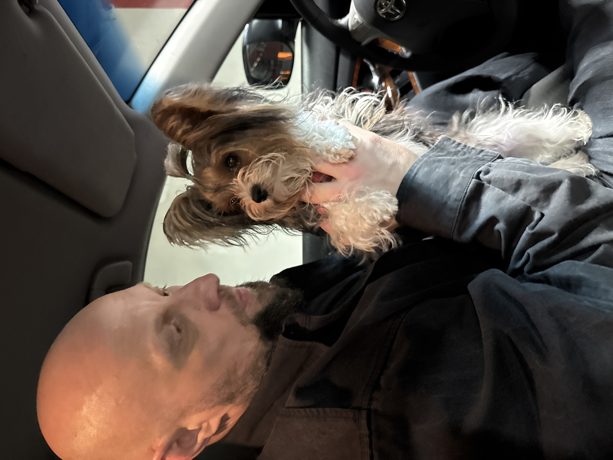 A bald man with a beard is sitting in the driver's seat of a car and holding a small dog. The dog has brown and white fur. The steering wheel of the car is visible in the background. The man is wearing a dark-colored shirt. The location appears to be inside a car, but there are no specific details in the image that would indicate it is in Sochi, Russia.