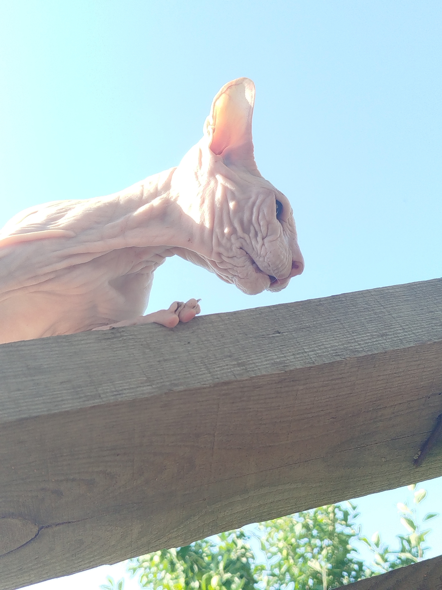 A hairless cat, likely a Sphynx, is perched on a wooden beam, its body angled downwards and to the right. The cat is light pink in color, with visible wrinkles and folds of skin. Its ears are large and pointed, and its face is turned to the right, showing a slightly open mouth. The cat's front paws are resting on the beam, with its claws extended. The background is a clear, bright blue sky. Below the beam, out of focus, are green leaves and branches, suggesting an outdoor environment. The image is taken from a low angle, looking up at the cat. There is no information available about the location in Zavodoukovsk, Russia.