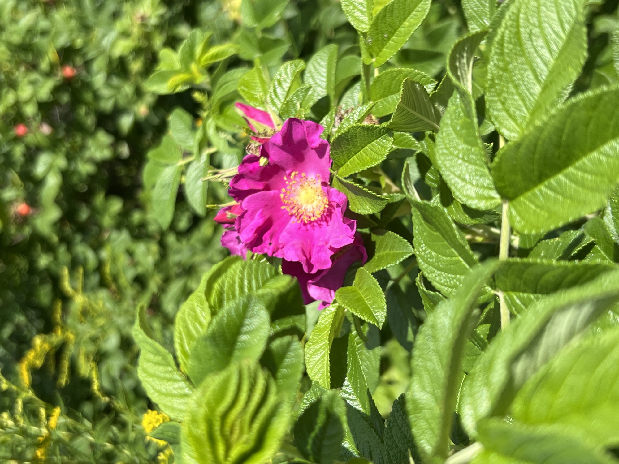 A close-up, vertical shot captures a vibrant pink wildflower with a yellow center, nestled among lush green foliage. The flower is in focus, with its delicate petals slightly unfurled, revealing the intricate details of its stamen. The surrounding leaves are a deep, rich green, with some appearing slightly textured and others smooth. The background is a blur of green, suggesting a dense garden or natural setting. Tiny, out-of-focus red specks are visible in the upper right portion of the background, potentially other flowers or berries. The lighting indicates a bright, sunny day, casting soft shadows on the leaves. The scene is devoid of any human presence or man-made objects. The image is believed to have been taken in Strakhovo (Sitnikovskii S/S), Russia.