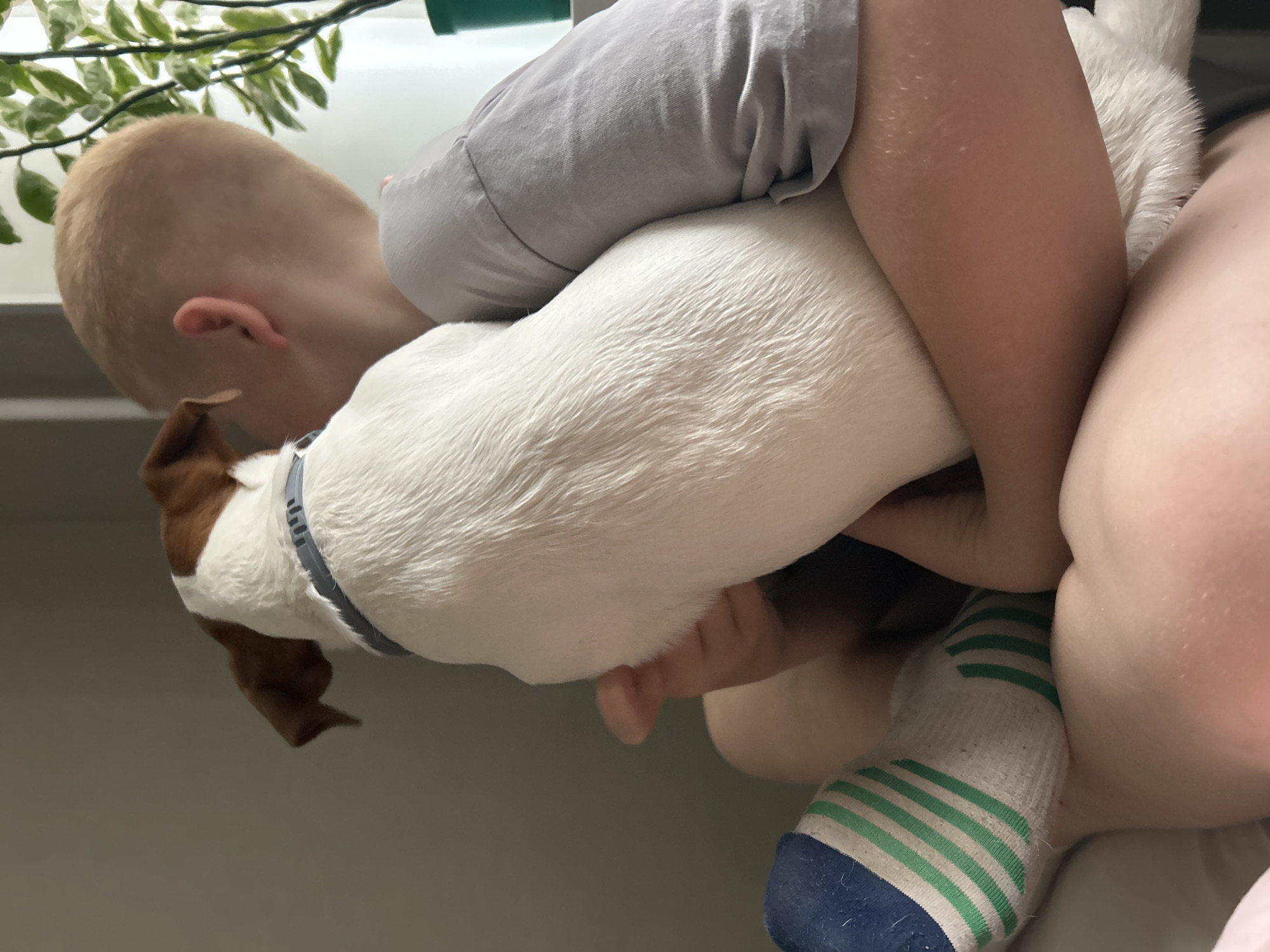 A child in a gray shirt is embracing a white and brown Jack Russell Terrier dog. The child's head is against the dog's back. A foot wearing a white sock with green stripes and a blue toe is visible near the dog and child. A plant with green and white leaves is visible in the upper left corner of the image. The location is unknown; the mention of Chaikovsky, Russia, is irrelevant.