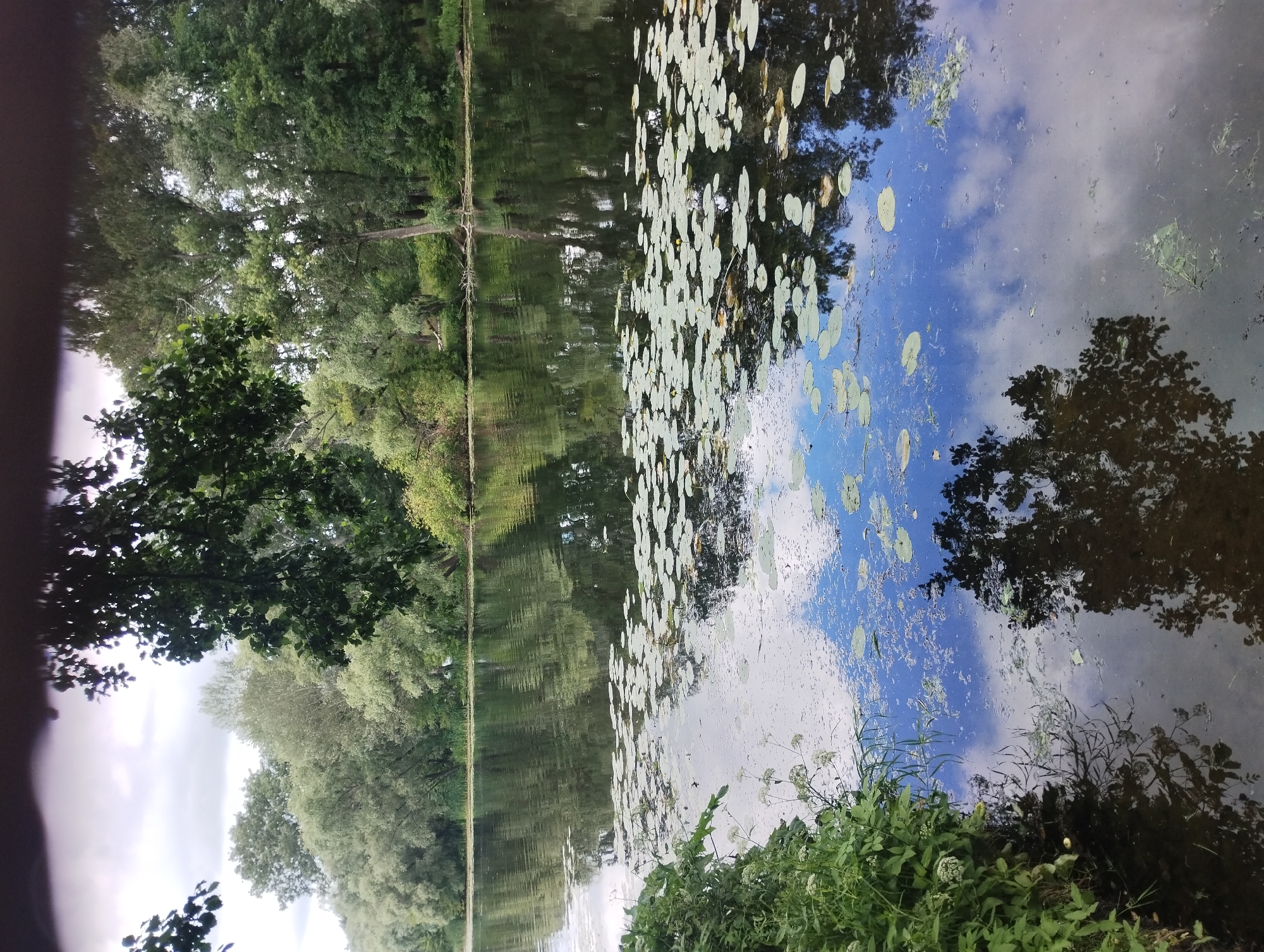The image depicts a serene natural landscape featuring a wide, calm river with numerous lily pads floating on its surface. Lush green trees line the banks of the river, creating a dense forest that extends into the background. The sky, with visible clouds, is reflected in the water, adding depth and a sense of tranquility to the scene. A cluster of green foliage, possibly bushes or low-lying plants, grows along the left bank of the river in the foreground. The overall impression is one of a peaceful, natural environment, likely a park or natural reserve within or on the outskirts of the city of Sumy, Ukraine, given the context. There are no people or animals visible in the image.