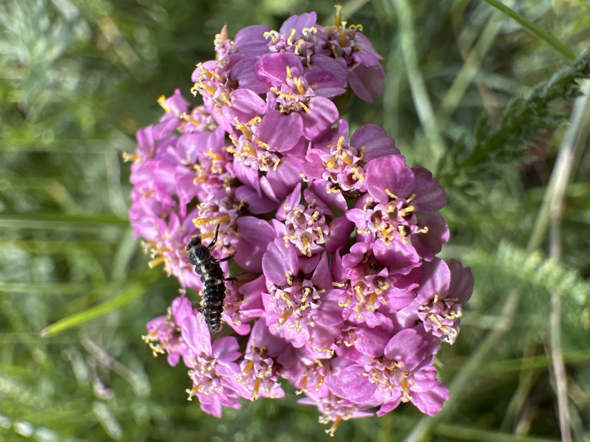 A close-up, high-angle, medium shot captures a cluster of pink yarrow flowers in focus. A black, segmented insect larva with white markings is crawling on top of the flowers, to the left of center. The background is softly blurred green grass and foliage. The lighting suggests an outdoor setting during the day.