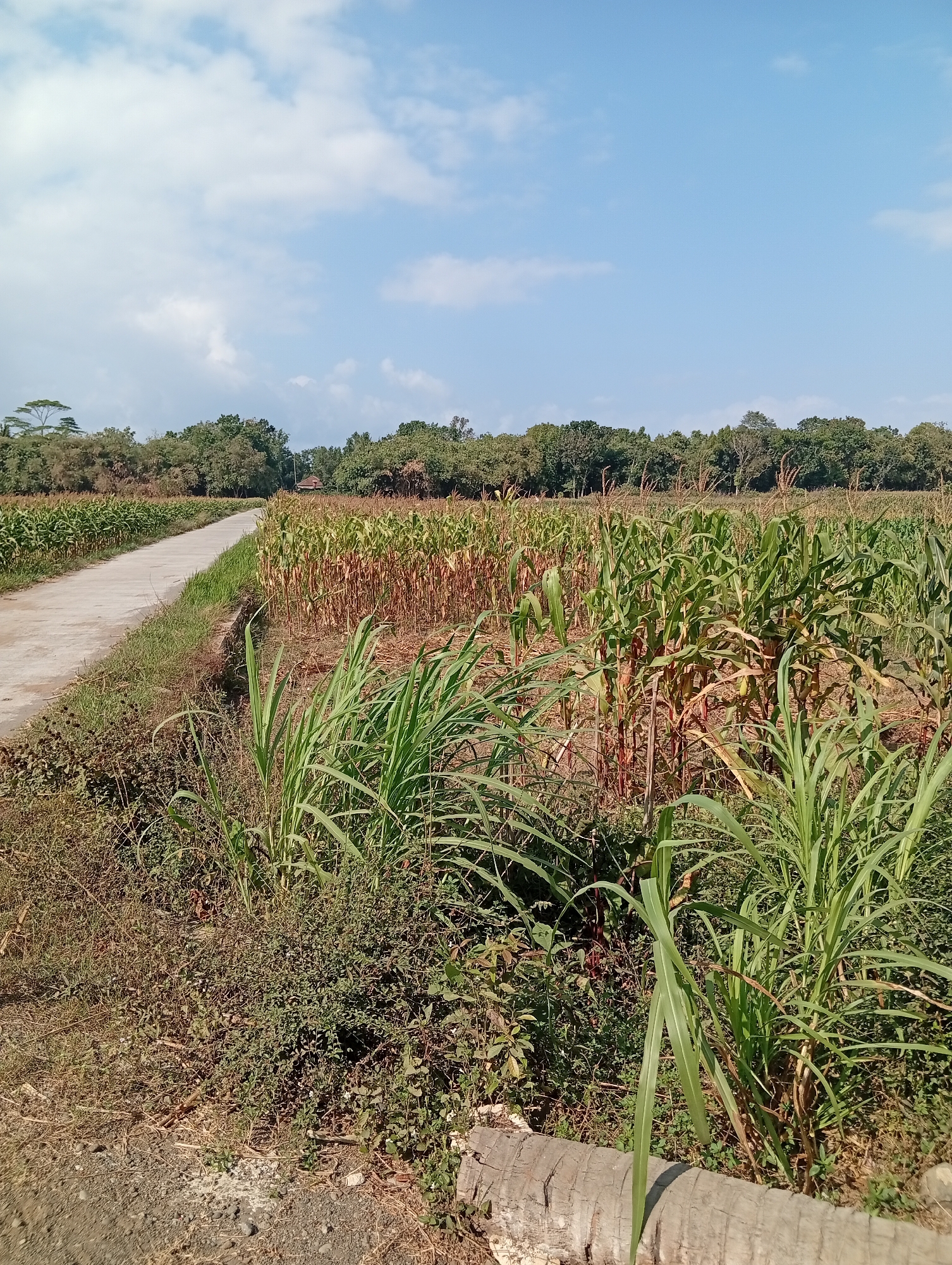 The image depicts a rural landscape in Miritpetikusan, Indonesia. A concrete path runs diagonally from the lower left to the upper right of the frame, bordered by a ditch on its right side. Beyond the ditch, a cornfield stretches into the distance, with some stalks appearing dry and brown, while others are still green. In the foreground, on the left side of the path, there is dry grass and low-lying vegetation. To the right of the path and in the foreground, tall green grass and some sugarcane-like plants are visible. In the background, a line of trees forms a dense canopy. The sky is a clear blue with scattered white clouds. No people or animals are present in the image. A small building with a red roof is partially visible in the far distance amidst the trees. The overall scene suggests an agricultural area in a tropical or subtropical climate.