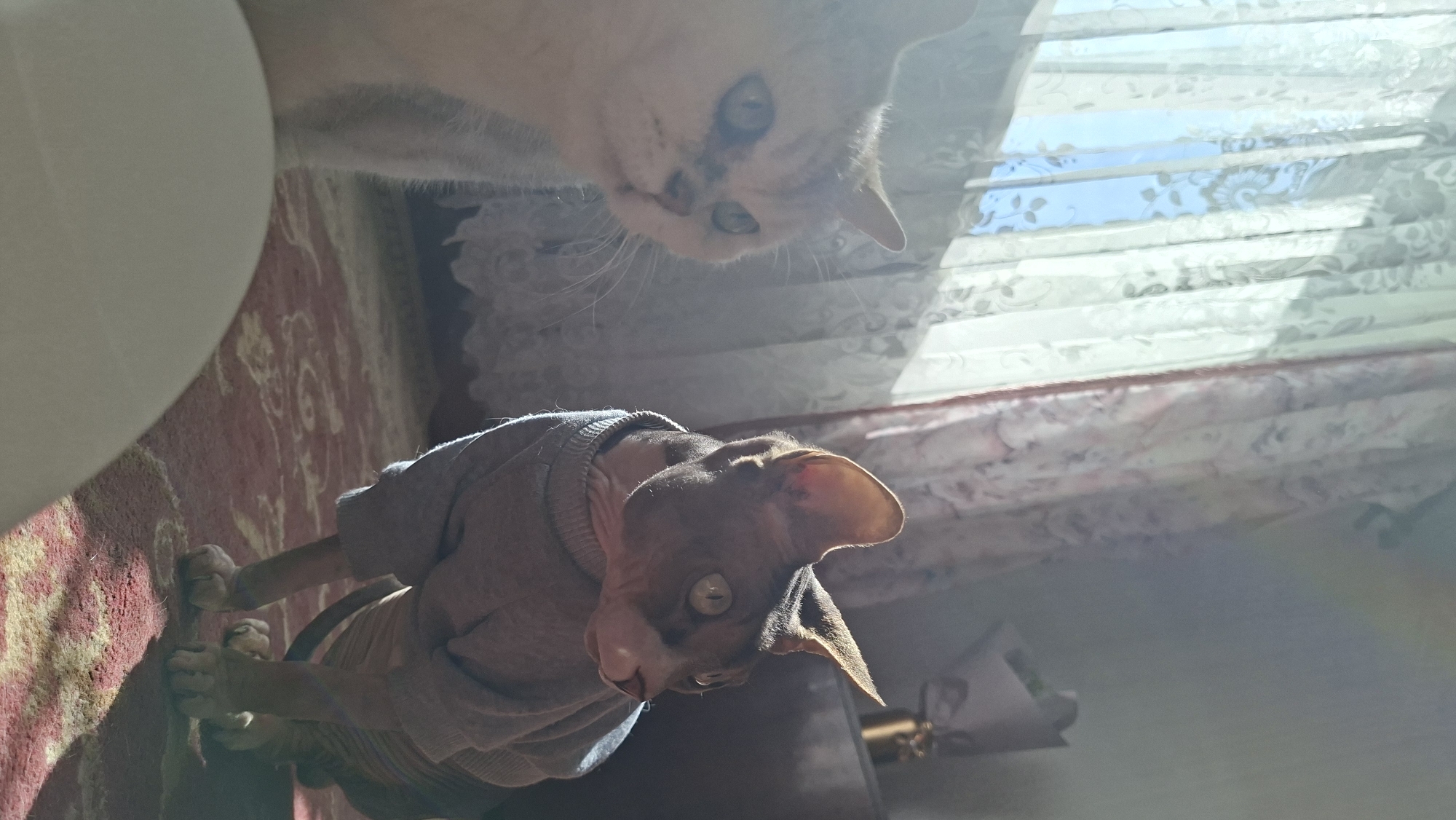 The scene depicts two cats in an indoor setting. In the lower portion of the frame is a Sphynx cat wearing a gray sweater. It is standing on a red and yellow patterned rug. Above the Sphynx cat, a light gray tabby cat is peering down. Sunlight streams in through a patterned curtain in the background. The location is Забалоцкі сельскі Савет, Belarus.