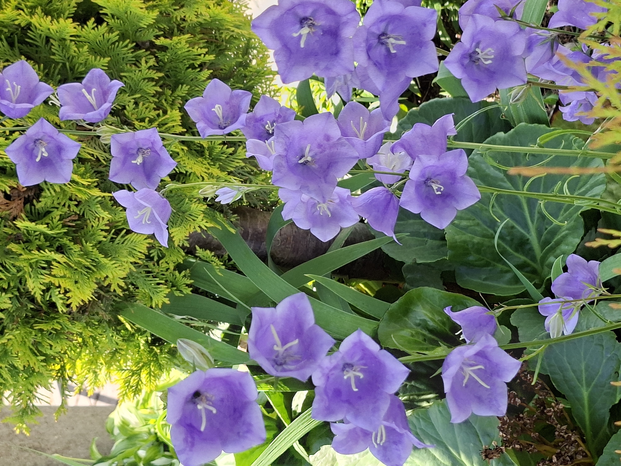 In the city of Alytus, Lithuania, a cluster of vibrant purple bellflowers, identified as Campanula, are in full bloom. The flowers are arranged on tall, slender green stems, with some flowers facing the viewer directly and others angled to the side. Each bellflower has five pointed petals and a delicate white stamen protruding from the center. The flowers are set against a backdrop of lush green foliage, with the feathery branches of a conifer tree providing a bright green contrast to the purple blooms. The scene appears to be a garden or park setting, bathed in natural sunlight.