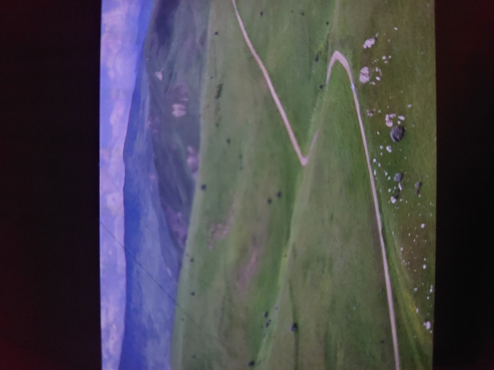 The image presents a rotated aerial view of a lush, verdant mountainous or hilly landscape. The dominant feature is a winding, light-colored dirt path or road that traverses the green slopes, appearing to zig-zag across the terrain. The ground is covered in grass or low vegetation, interspersed with numerous scattered rocks and smaller dark specks that could be bushes or shadows. In the distance, a range of mountains or hills with a soft, hazy purplish-blue tone extends across the horizon, suggesting depth and a vast natural environment. The lighting is even and diffuse, indicating daytime, but without strong shadows to pinpoint the exact time. No people, animals, or man-made structures other than the path are visible. The scene conveys a sense of tranquility and untouched natural beauty. No text is present in the image. Given the context of Tsarevo, Bulgaria, this landscape likely depicts parts of the Strandzha mountain range or similar geographical features in the region.