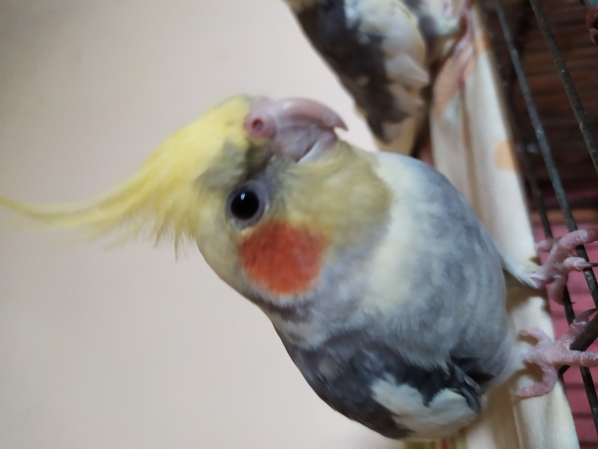 The image depicts a close-up of a cockatiel, identified as a pet bird, perched on a surface that appears to be a cage. The bird is primarily grey and white with a prominent yellow crest and orange cheek patches. Its beak is light pink, and its eye is dark and beady. Another cockatiel is partially visible in the background, to the right of the main subject. The environment appears to be indoors, with a plain, light-colored wall as the backdrop. The foreground shows the metallic bars of a cage. There is no discernible indication of the bird's location in the city of Bilajari, Azerbaijan; such specific geographic information cannot be determined from the visual data alone.