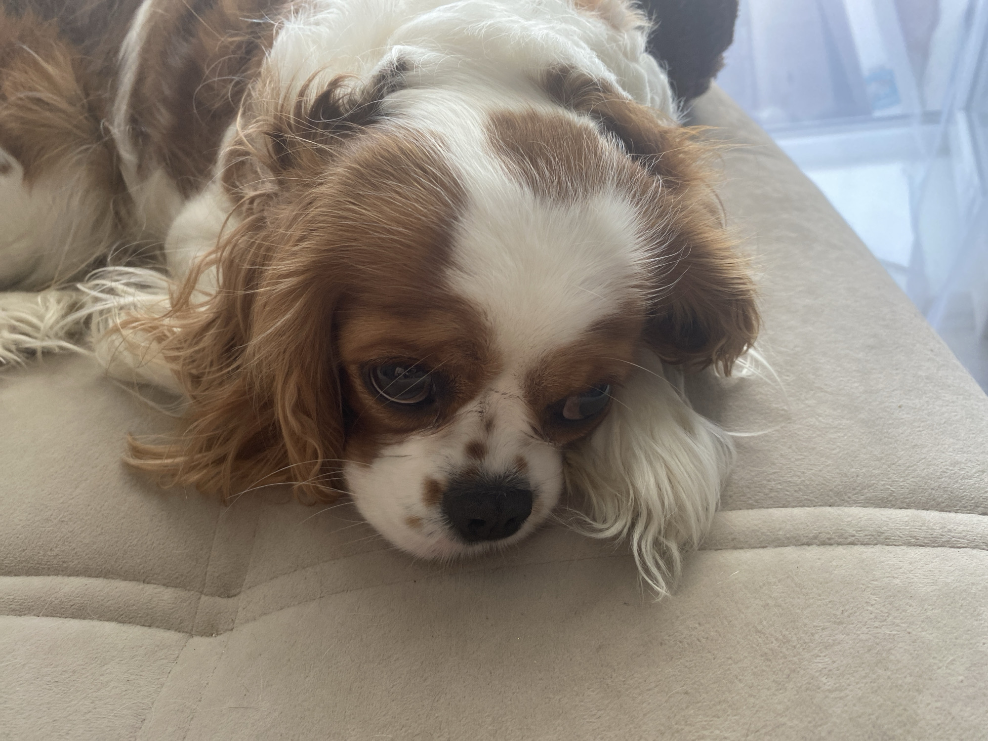 A close-up, eye-level shot shows a Cavalier King Charles Spaniel dog lying on a light-colored, padded surface, possibly a couch or bed. The dog's head is in the foreground, with its eyes looking slightly to the right. Its fur is a mix of brown and white, with distinctive brown markings on its face. The dog's ears are long and floppy, framing its face. The background is blurred, but appears to be an indoor setting with natural light coming from a window, suggested by the presence of sheer curtains. The overall scene is calm and peaceful, with the dog appearing relaxed and comfortable. The specific location in the city of Unknown, Unknown cannot be determined from the image.