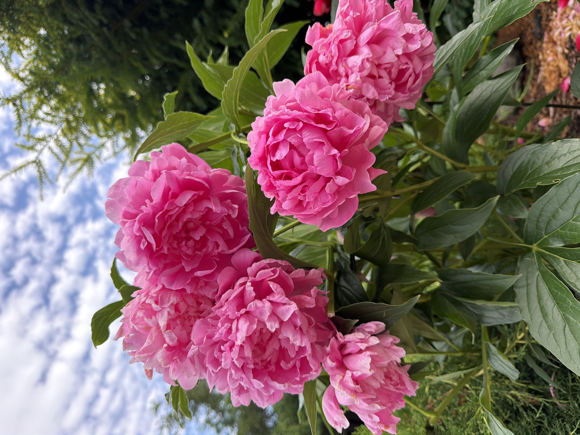 This media file features a close-up, eye-level shot of several vibrant pink peonies in full bloom. The peonies are the primary subjects, with their lush, layered petals taking center stage. They are clustered together on green stems with deep green foliage. In the background, a soft focus view of a cloudy blue sky with wispy white clouds is visible, along with the dark green branches of a coniferous tree on the upper left. The lighting suggests it is daytime, with the soft clouds indicating potentially overcast or partly sunny weather. The overall scene evokes a sense of natural beauty and the peak of a summer bloom. There is no visible text in the image. The location context of Baloži, Latvia, implies a temperate climate where peonies would thrive outdoors.