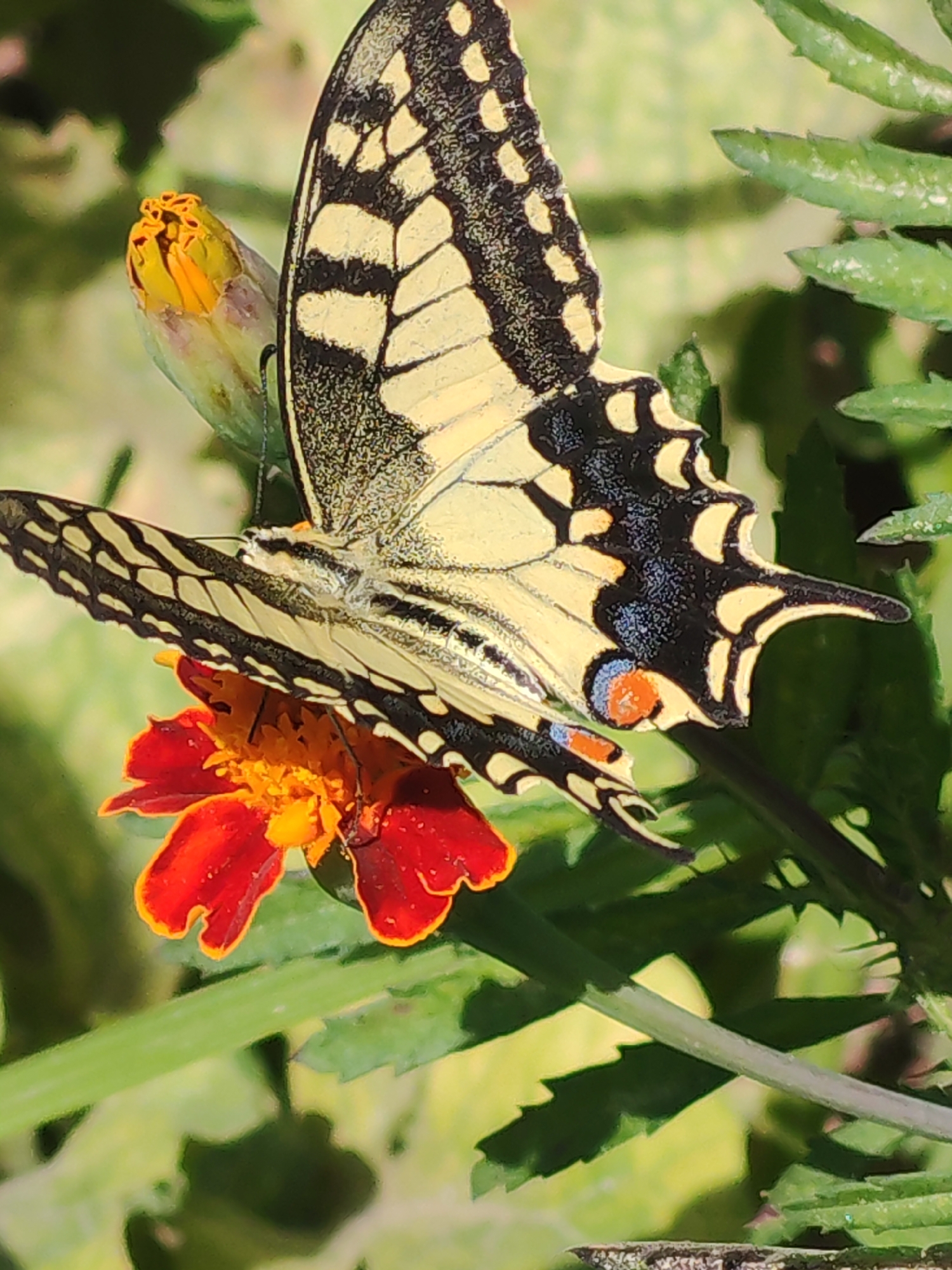 A close-up, vertical, eye-level shot shows a large swallowtail butterfly with yellow and black markings resting on a red and orange marigold flower. The butterfly's wings are partially open, revealing intricate patterns. The flower is vibrant, with red outer petals and a bright orange center. Green foliage forms the background, with some leaves in focus and others blurred. The image appears to be taken outdoors, likely in a garden or natural setting. No people are visible. The location is not specified in the image.