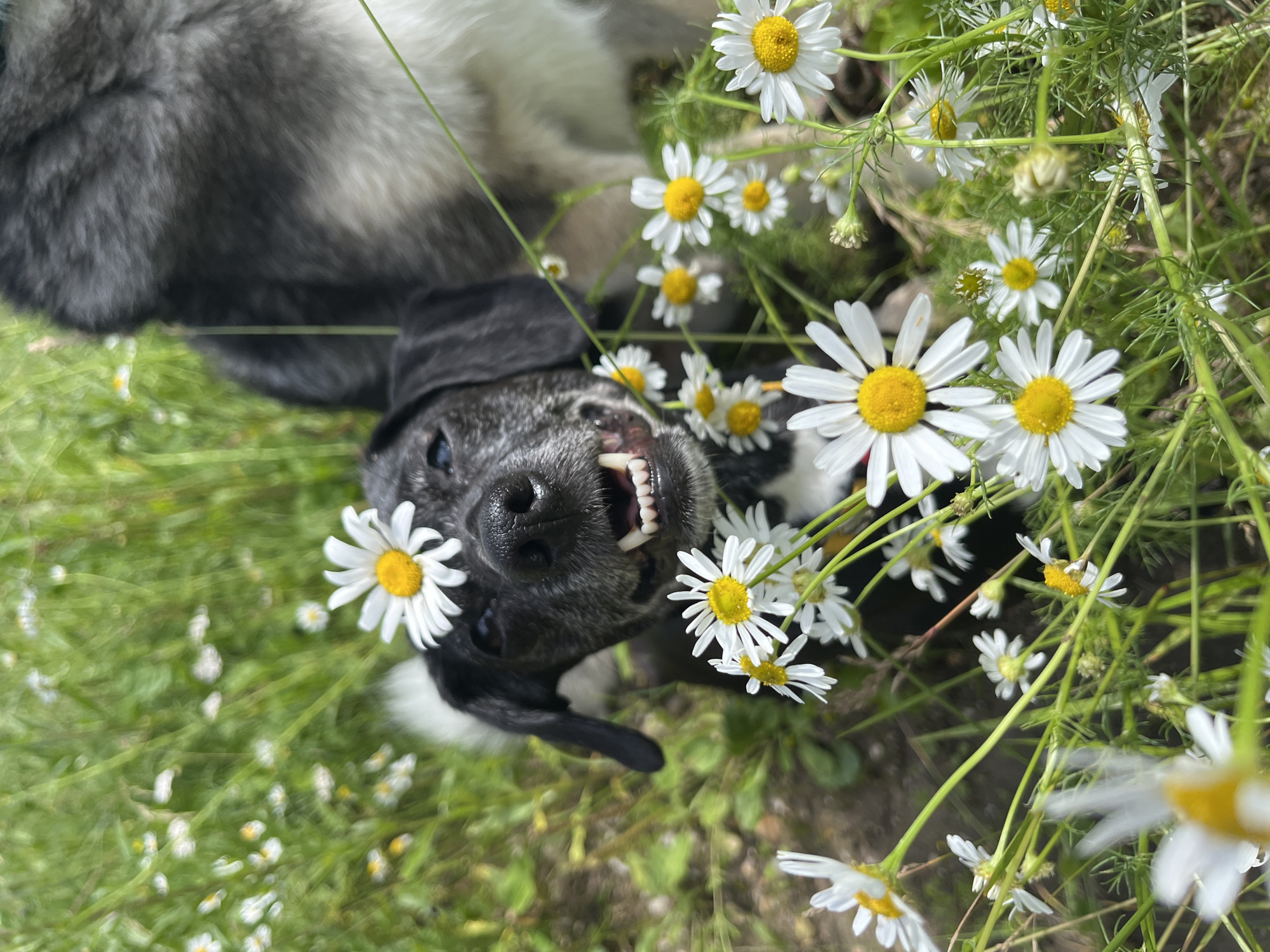 A black dog with a grey muzzle and blue eyes is sitting in a field of daisies. The dog's head is tilted slightly, and its mouth is open in a smile, revealing its teeth. A daisy is perched on top of its head. Another dog, a husky, is partially visible in the background. The environment appears to be a natural outdoor setting, possibly a park or meadow. There is no indication of the city of Nizhny Tagil, Russia in the image.