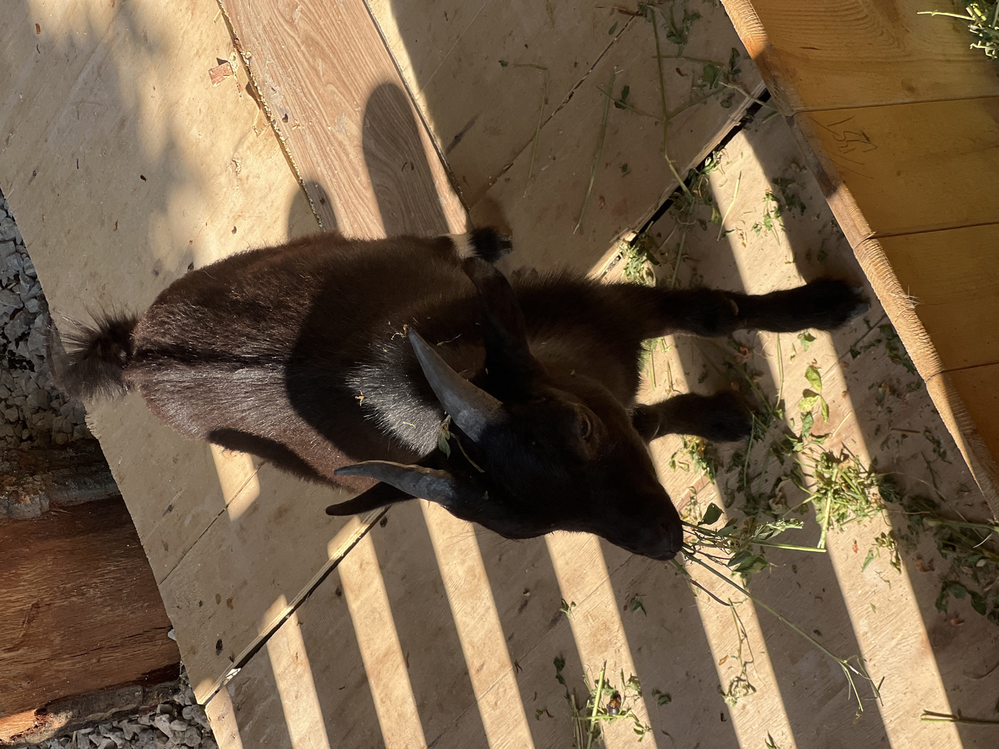 A young black goat is standing on a wooden platform outdoors, eating some greens. The goat has small, curved horns and a fluffy tail. The platform is made of light-colored wooden planks, and there are shadows cast across it from some unseen structure. The background shows some gravel and a wooden post. The scene appears to be in a farm or rural setting, but no specific location in Antalya, Turkey can be determined from the image.