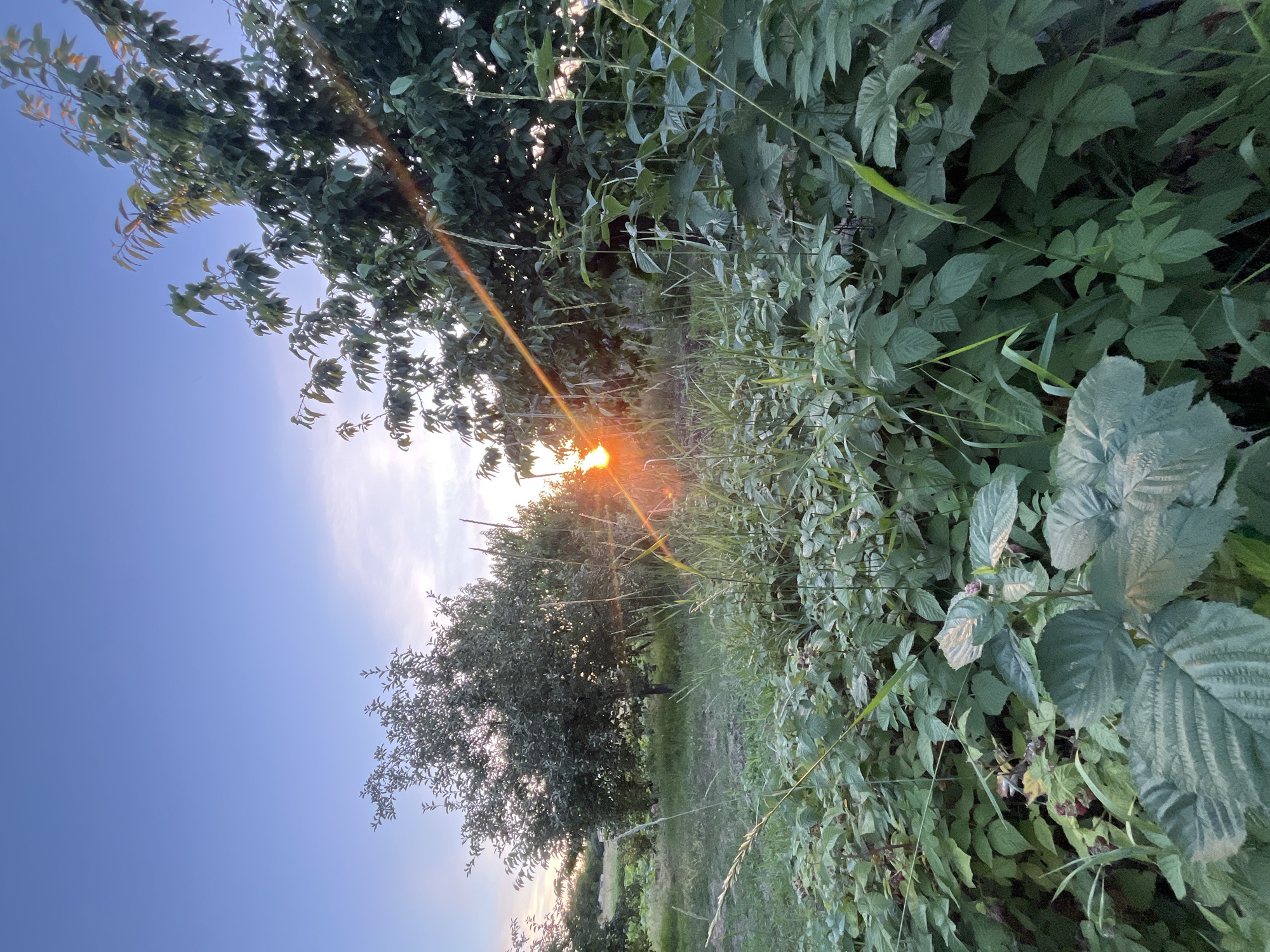 The image captures a serene outdoor scene with a focus on lush vegetation and a captivating sunset. In the foreground, dense green foliage, possibly including raspberry bushes with visible berries, fills the lower portion of the frame. Tall grasses and other plants weave through the leaves, adding texture and depth.
Behind the foreground, a pathway or clearing leads to a view of several trees. The trees on the right are taller and have dense green leaves, with a distinct lens flare from the setting sun streaking across them. The sun itself is visible as a bright, orange orb just above the horizon, peeking through the trees and casting a warm glow. To the left, another tree with a fuller canopy is partially illuminated by the sunlight, with more foliage visible in the background, suggesting an orchard or garden setting.
The sky above is a gradient of clear blue at the top, transitioning to lighter shades with wispy clouds near the horizon where the sun is setting. The overall ambiance is one of natural beauty and tranquility, enhanced by the warm, golden light of dusk. There are no people or animals present in the image, and the focus is solely on the natural landscape. The location is described as Unknown, Unknown, indicating that specific geographical details are not available.