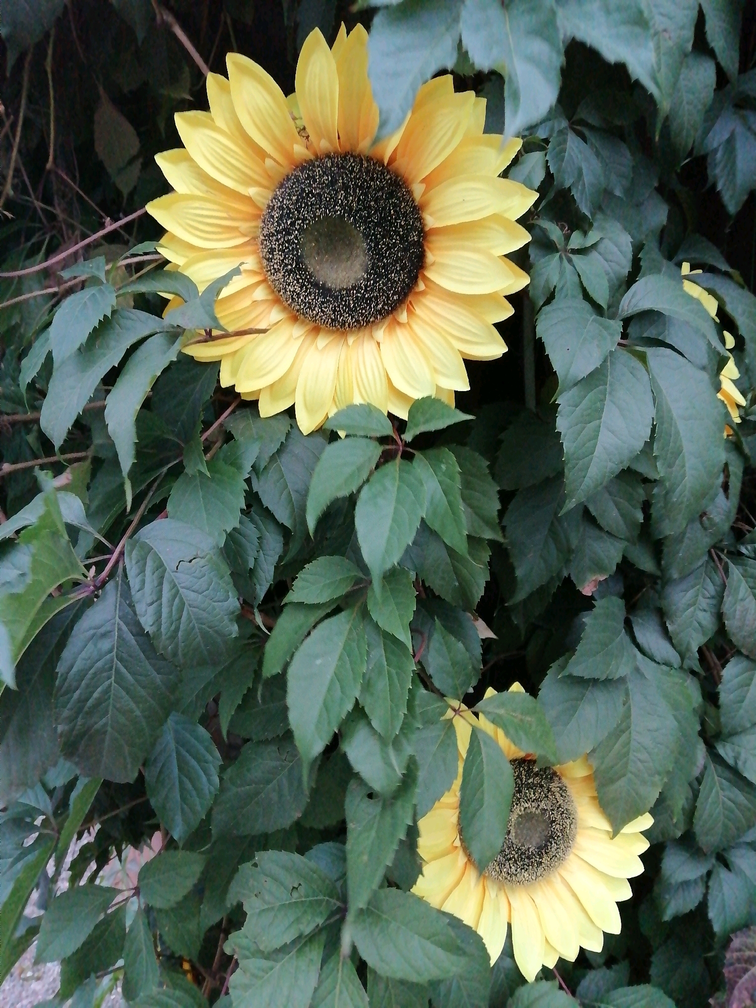 A close-up, eye-level shot captures two artificial sunflowers surrounded by dark green foliage. The sunflowers, with their yellow petals and dark brown centers, are partially obscured by the leaves. The background is dominated by the dense green leaves, creating a naturalistic setting. No people or actions are depicted, and the scene appears to be static. The image is taken outdoors, with no specific city landmarks or geographical features visible to indicate its location in Rostov-on-Don, Russia.