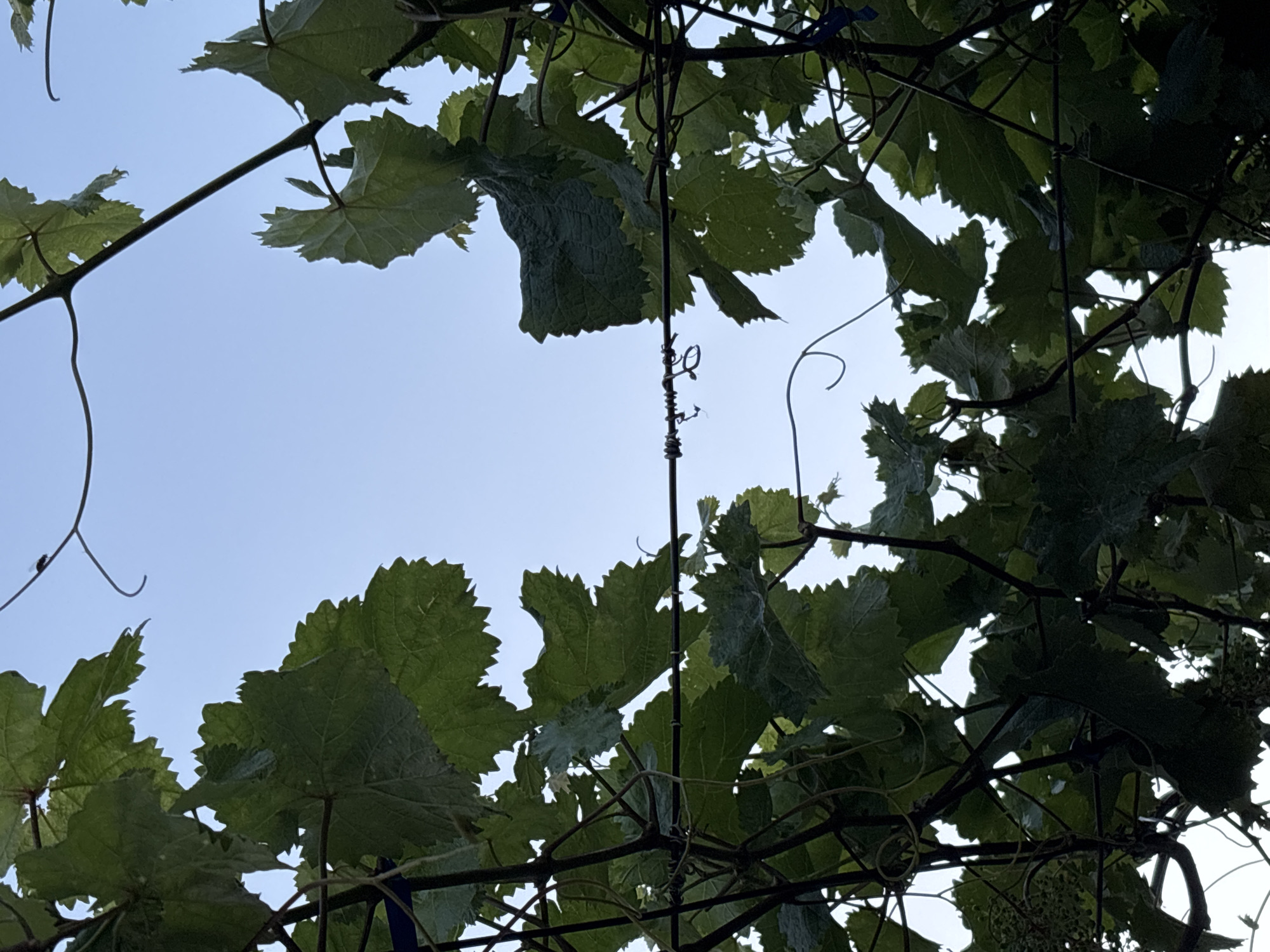 The image is a low-angle shot looking up through a canopy of grapevines towards a clear, pale blue sky. The vines are dense with large, green, lobed leaves that have serrated edges. Several dark, woody stems and tendrils are visible, some of which are curling. A thin, dark wire runs horizontally across the middle of the frame, supporting the vines, and appears to be attached to thin, dark vertical posts that are not fully visible. The lighting suggests it is daytime, possibly late afternoon or early morning, due to the soft, diffused light illuminating the leaves from behind. The scene appears to be outdoors in a vineyard or garden setting. There is no clear indication of the location being specifically Gurkovo, Bulgaria, but the image depicts a common agricultural landscape. No people or animals are clearly visible, though a small dark insect is present on a vine in the upper right quadrant of the image.
