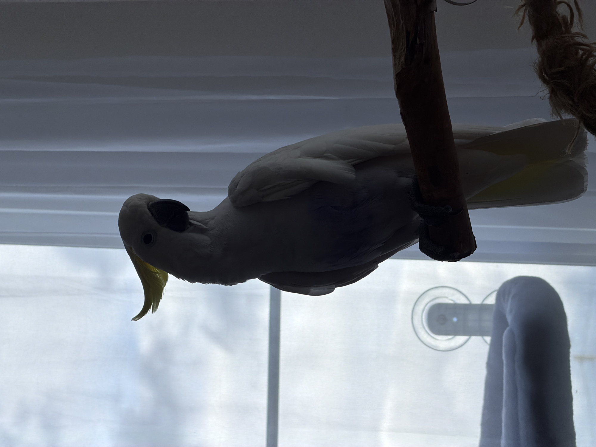 A Sulphur-crested Cockatoo is perched on a wooden stand with a rope attachment. The bird is mostly white with a yellow crest. A suction cup is visible on the window in the background, and a blurred white object hangs nearby. The location is Веревское, Russia.