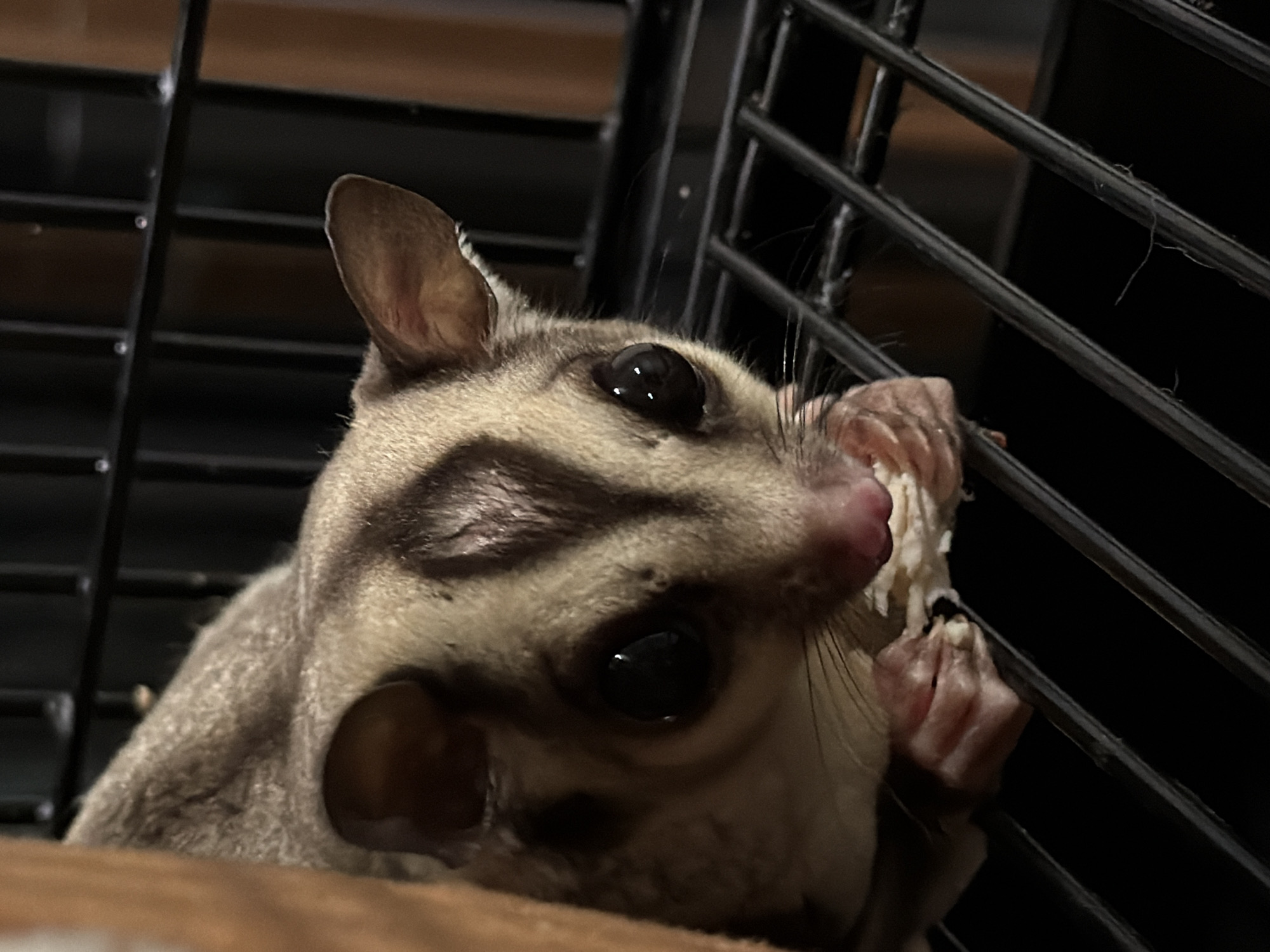A close-up, eye-level shot captures a sugar glider in a cage, holding a piece of food in its paws and eating. The animal has large, dark eyes, prominent stripes on its face and head, and a pointed pink nose. Its fur is a mix of grey and brown. The cage bars are visible in the foreground and background, with a dark, out-of-focus background. The lighting is dim, creating a high-contrast image. There is no indication of a specific location in Bangkok, Thailand.