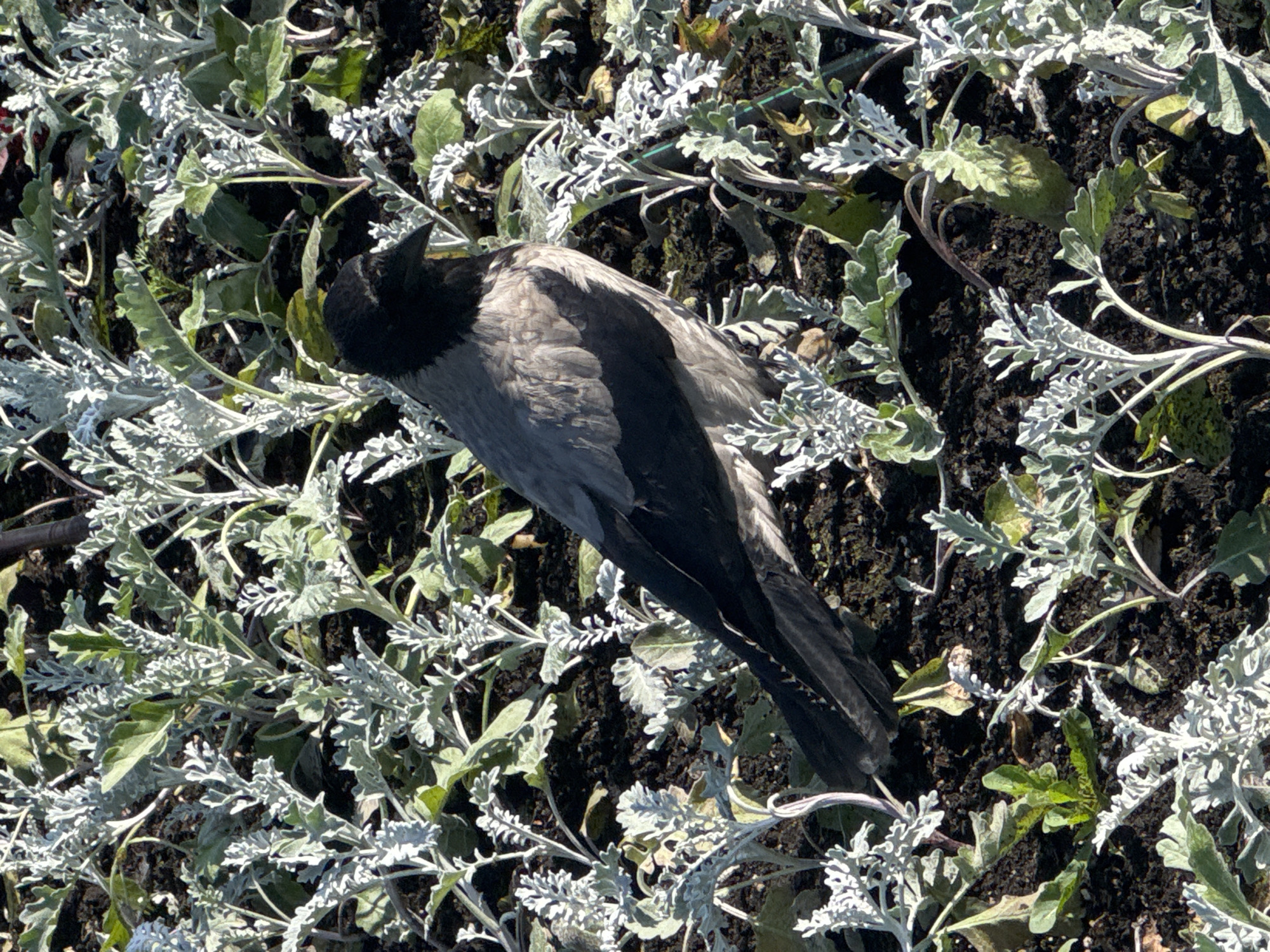 An overhead photograph depicts a deceased crow lying on dark, rich soil within a garden bed. The crow, characterized by its black head and wings contrasting with a grey body, appears to be a hooded crow. It rests motionless, partially obscured by the surrounding foliage.
The ground is densely covered by plants with distinct silver-grey, deeply lobed leaves, interspersed with some greener vegetation. These plants resemble Dusty Miller (Senecio cineraria) or a similar ornamental variety, commonly used as ground cover. The dark, cultivated soil suggests a maintained garden environment.
The scene is illuminated by bright, direct sunlight, casting subtle shadows from the plants and the crow, indicating a clear, sunny day. The image conveys a sense of stillness and the natural cycle of life and death. There is no visible text. The location context is Perm, Russia.
