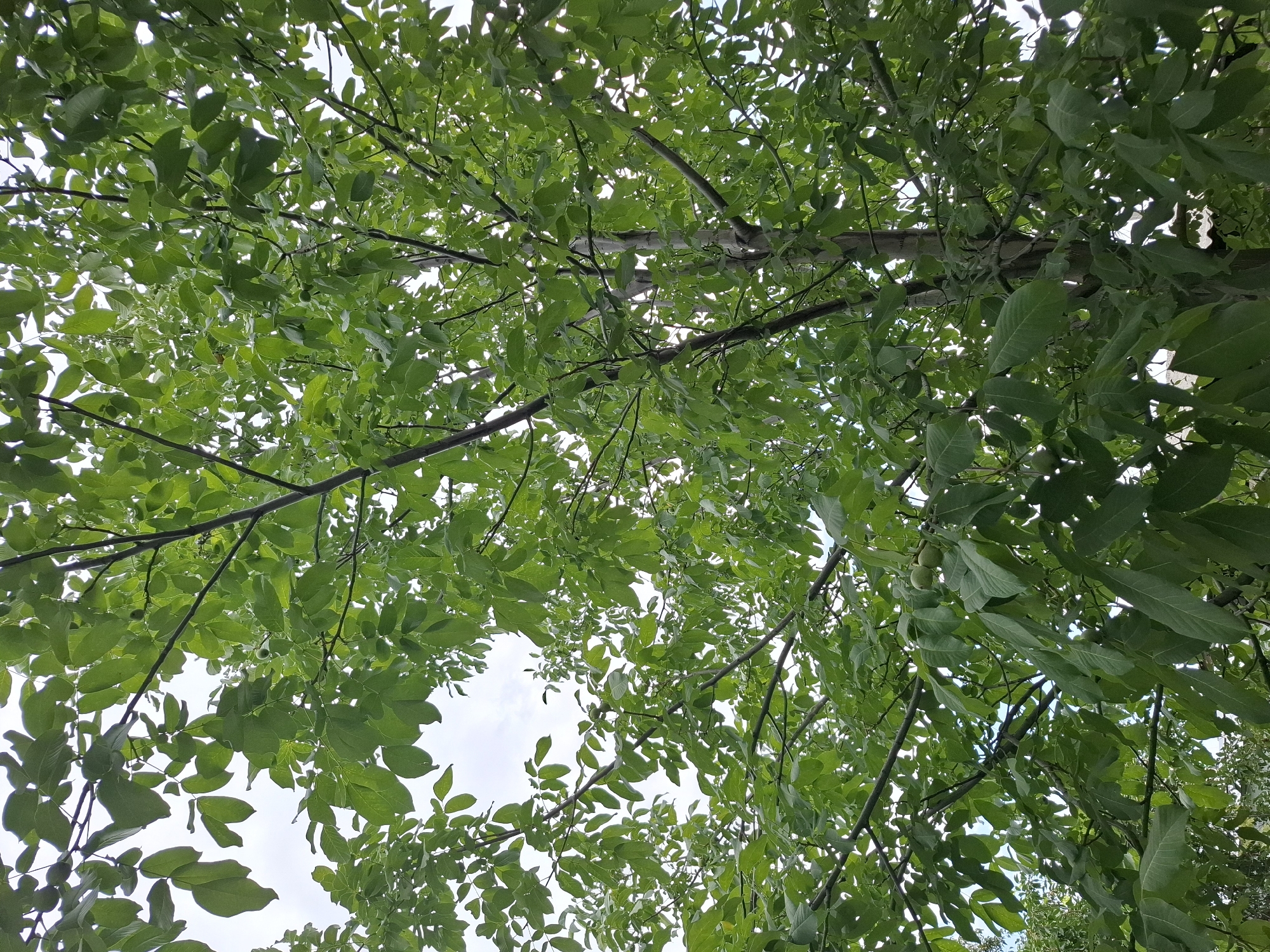 This is a low-angle, full-frame shot of a tree from below, showing its dense canopy of green leaves against a pale sky. The branches are visible, with some appearing thicker and darker towards the center, suggesting the trunk is in that area. A few small, green, unripe fruits are scattered amongst the leaves, particularly in the lower half of the image. The lighting indicates it is daytime, possibly overcast or late afternoon. There are no people or man-made objects clearly visible. The overall impression is one of lush, natural growth. The image does not provide any specific visual cues to determine its exact location within Almaty, Kazakhstan; it could be a park, a private garden, or a natural area.