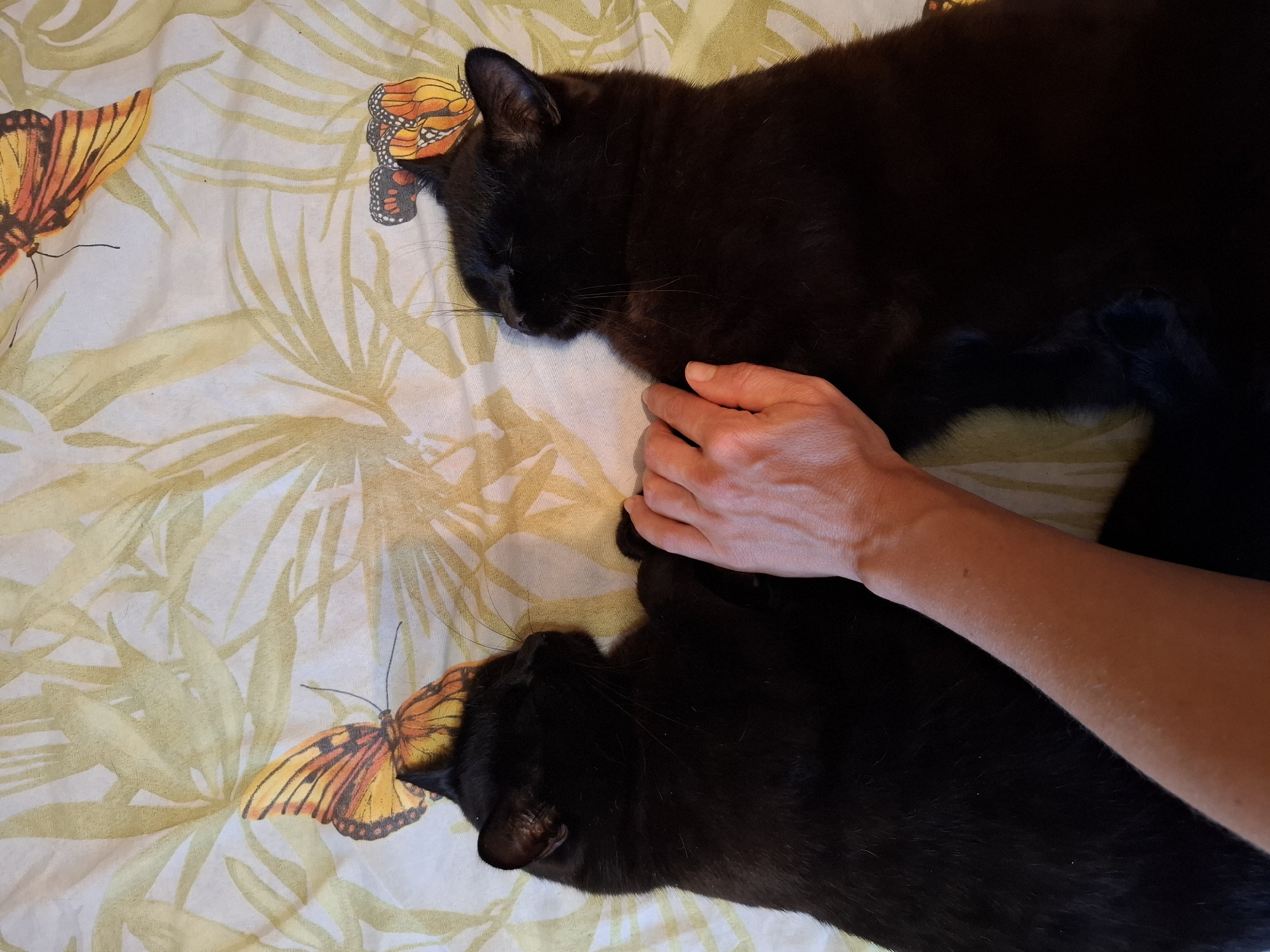 Two black cats are lying on a patterned bedspread. The bedspread has a pattern of green palm fronds and orange butterflies. A human hand rests on the cats.
The image does not contain information about the location of Khlevnoye, Russia.