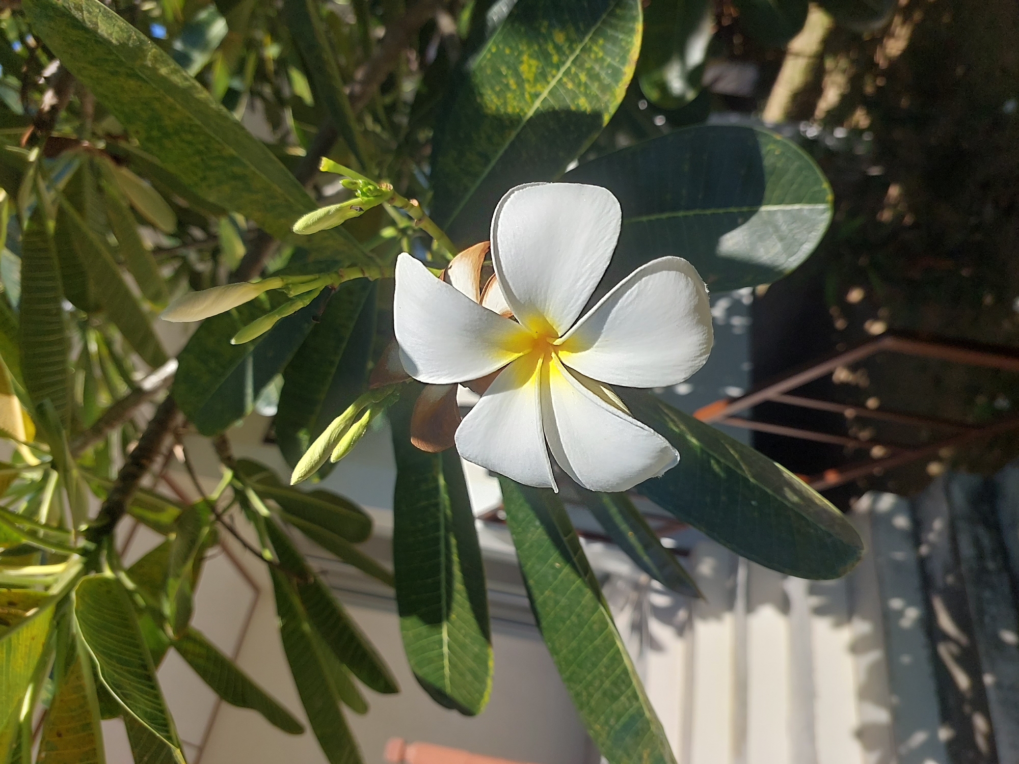 In Baan Mae Nam, Thailand, a white frangipani flower with a yellow center is in full bloom, positioned slightly to the right of the frame's center. The flower is the primary subject, with its five petals gracefully curved and the center a vibrant yellow. Surrounding the flower are large, dark green leaves, some showing yellowish mottling, typical of the frangipani plant. The plant is in an outdoor setting, with sunlight casting dappled shadows on a light-colored, horizontal-slatted wall in the background. A hint of a building and some brown garden fencing are also visible. The lighting suggests it is a sunny day.