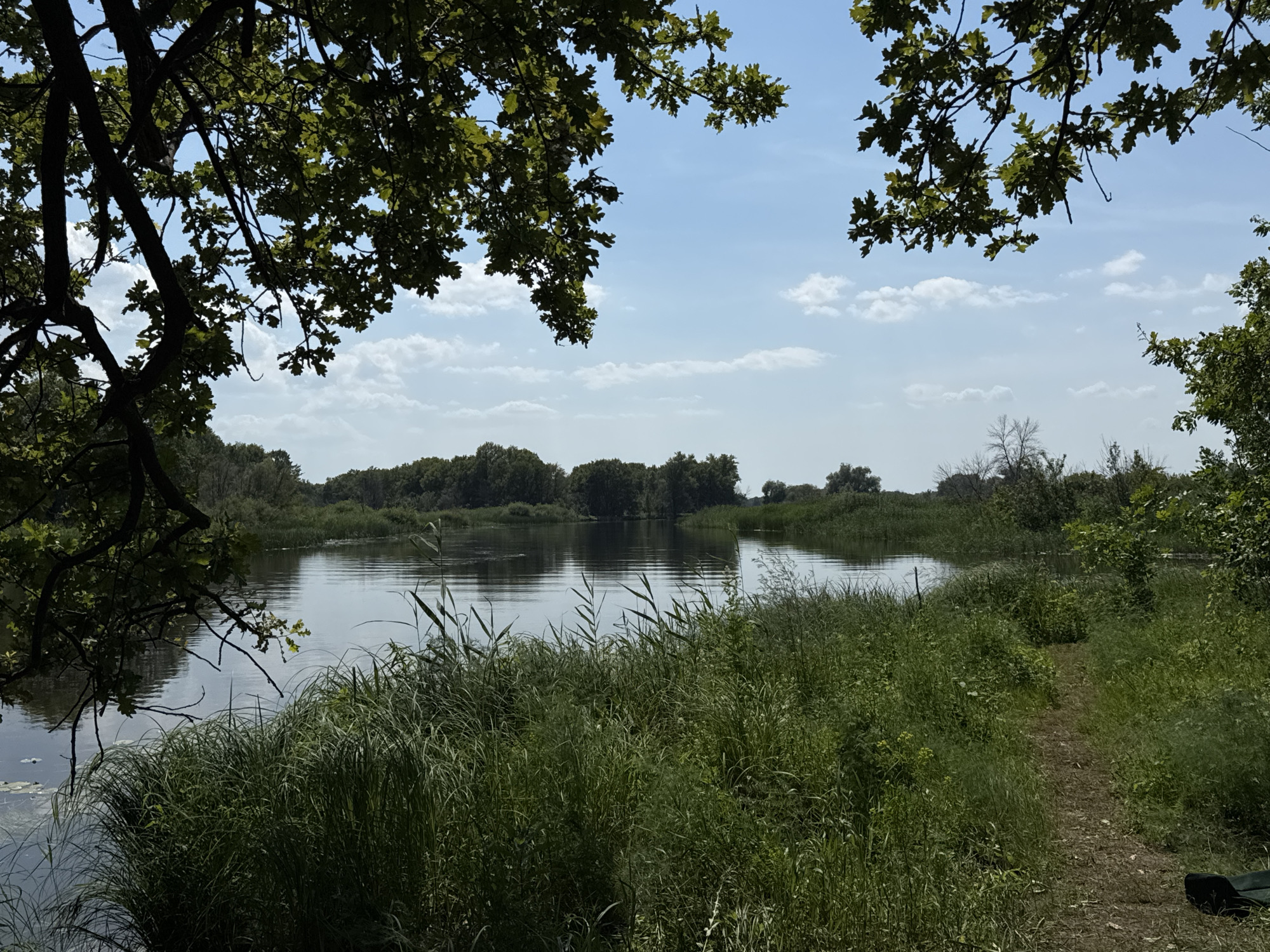 The image depicts a serene natural landscape, likely a river or lakebank, with lush green vegetation and a calm body of water. In the foreground, tall grasses and reeds line the water's edge, with a narrow, dirt path winding through them on the right side of the frame. Overhead, the branches of a large tree, possibly an oak, with green leaves are silhouetted against a blue sky dotted with white clouds. The water reflects the sky and the surrounding trees, creating a tranquil atmosphere. The distant bank is lined with a dense forest of trees. There are no people or animals visible in the scene. The setting appears to be rural and undeveloped. Based on the information provided that this image is from Krasnyi Yar, Russia, the scene is likely a natural area within or near this city.