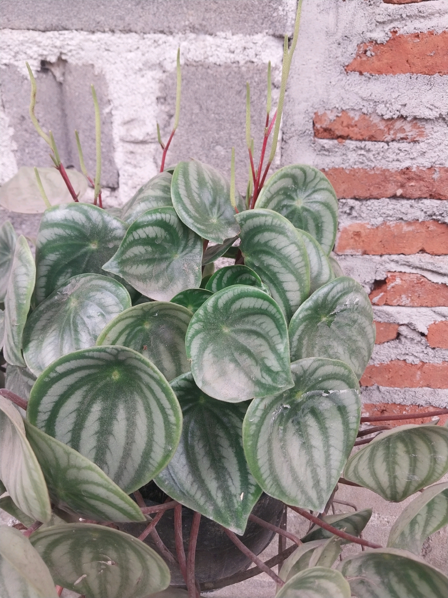 A close-up, eye-level shot features a cluster of watermelon peperomia plants against a textured backdrop of brick and concrete. The peperomia leaves are heart-shaped with distinctive silver-green stripes, arranged densely in a pot, only a portion of which is visible at the bottom center. Thin, pale green stems with reddish bases emerge from the leaves, some bearing delicate, elongated flower spikes. The brick wall, made of reddish-brown bricks with visible mortar, is located behind the plants. The overall scene is well-lit, with the light source coming from the right, creating subtle shadows and highlighting the textures of both the plant leaves and the wall. The image appears to be taken outdoors in a location such as a garden or patio, possibly in Nglegok, Indonesia, given the typical climate and building materials found there. No people are present in the frame.