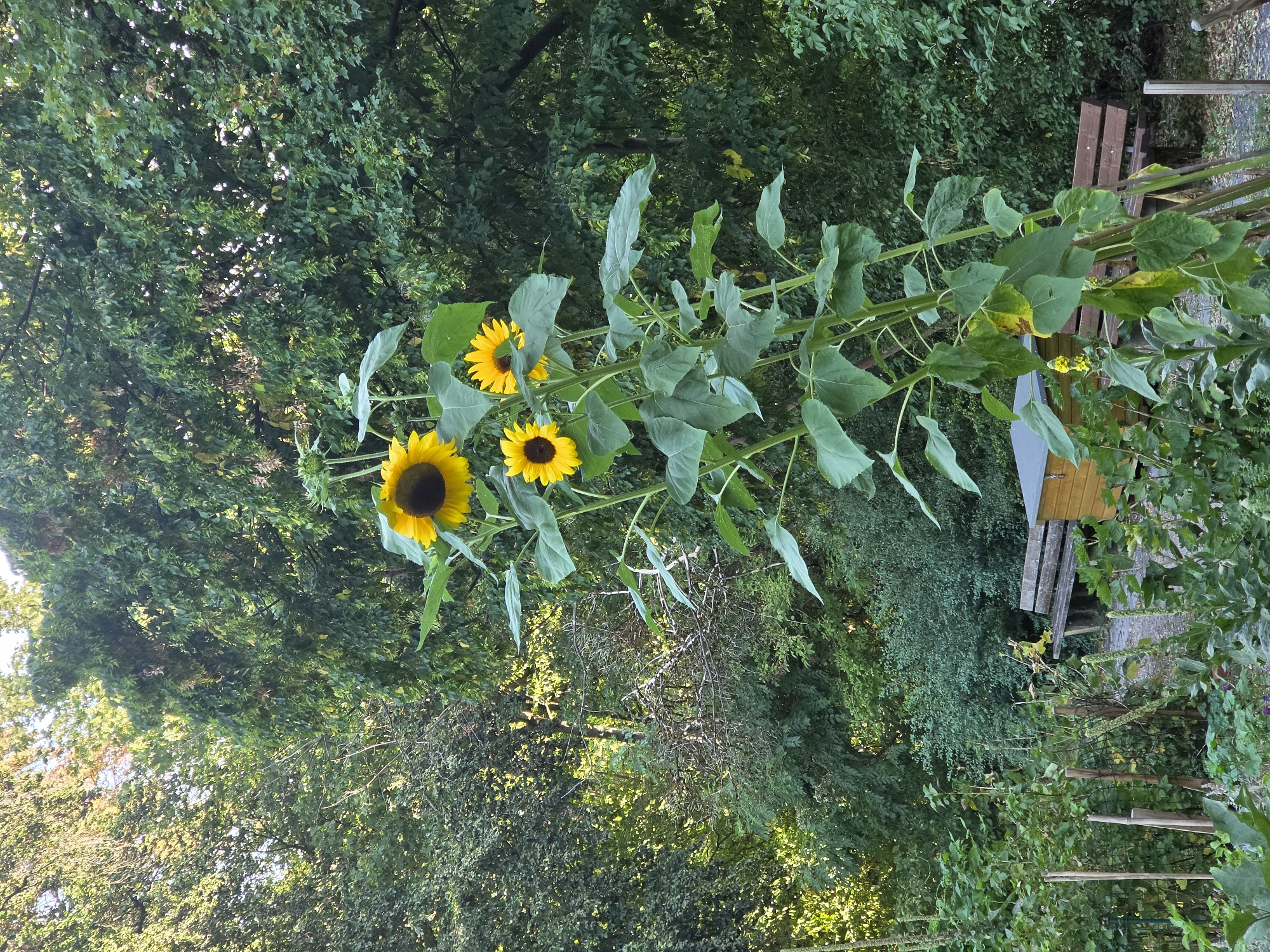 In a garden located in Munich, Germany, three tall sunflowers stand prominently. The largest sunflower, with a dark center and yellow petals, is positioned at the top of a thick, green stem, followed by two smaller sunflowers below. The plants are surrounded by lush green foliage and trees that form a dense backdrop. In the lower part of the image, a wooden beehive with a gray roof is visible, along with a wooden bench. The ground appears to be a mixture of gravel and soil.