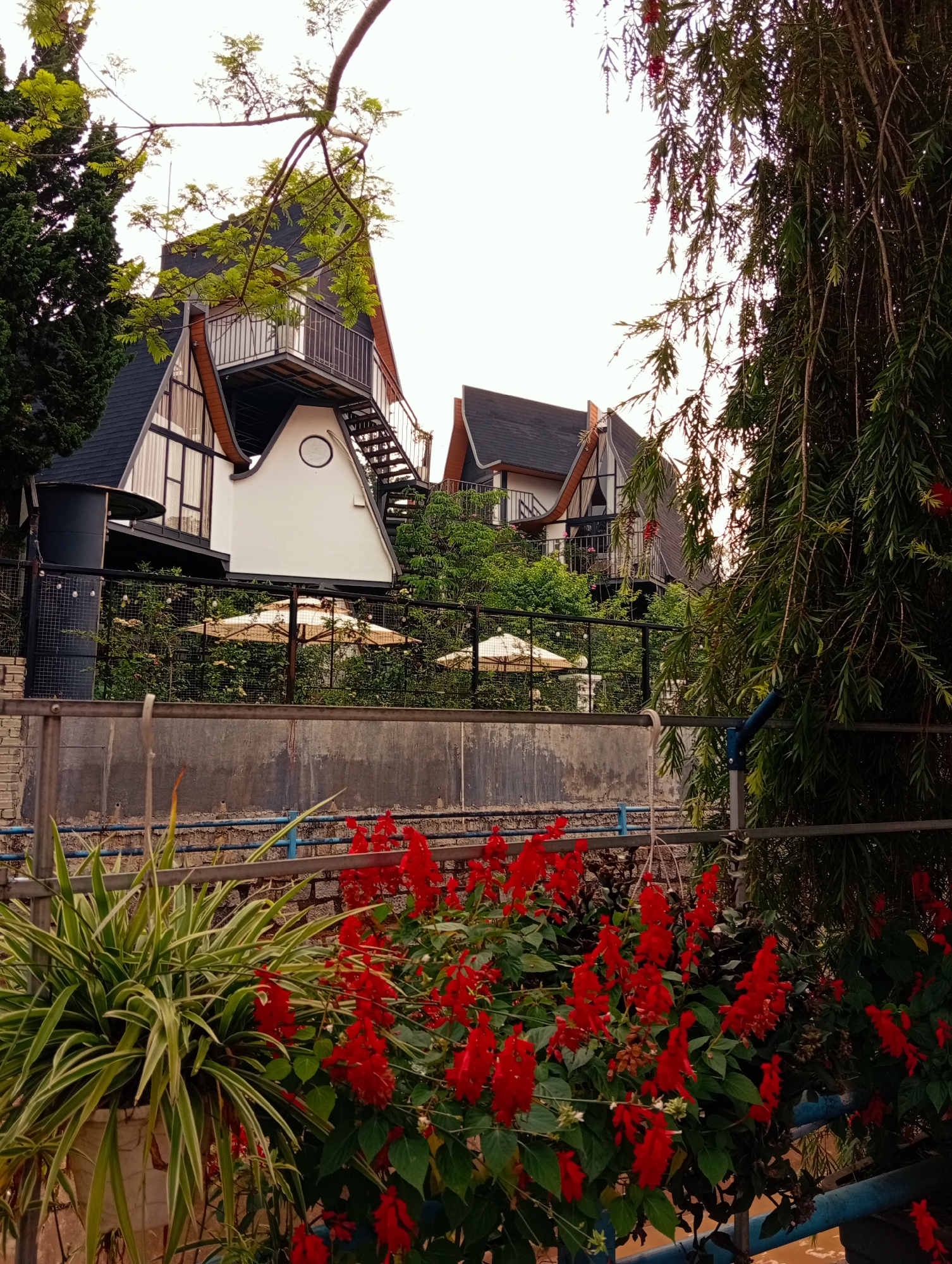 The image shows two buildings with pointed, dark roofs and white and brown walls, located in Xuân Hương - Đà Lạt, Vietnam. The buildings have black metal railings around their balconies and external metal staircases leading to the balconies. There are white umbrellas visible behind a black fence and green foliage. In the foreground, there are plants with green and white striped leaves and bright red flowers. A wall runs horizontally across the middle of the image. A weeping willow tree is on the right. The sky is overcast.
