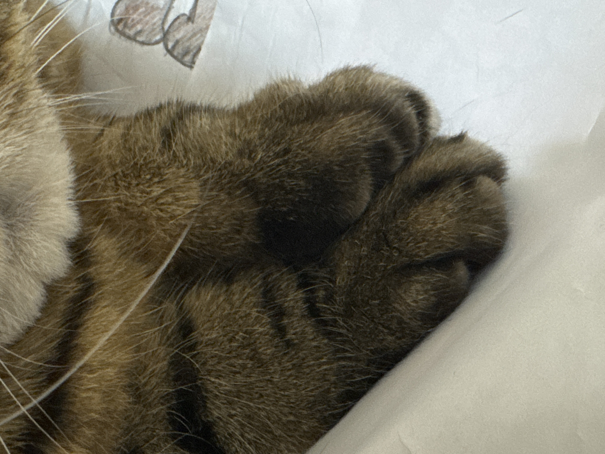 The image shows a close-up of a tabby cat's paw resting on a white surface. The cat's fur is a mix of brown, black, and tan stripes. The paw is soft and furry, with visible pads. There is a faint sketch of what appears to be cartoonish ears or eyes drawn on the white surface behind the paw. The image is shot from a high angle, focusing on the paw. The environment appears to be indoors, possibly a home setting, with the white surface resembling a pillow or blanket. There is no indication of the location being Mikhaylovsk, Russia.