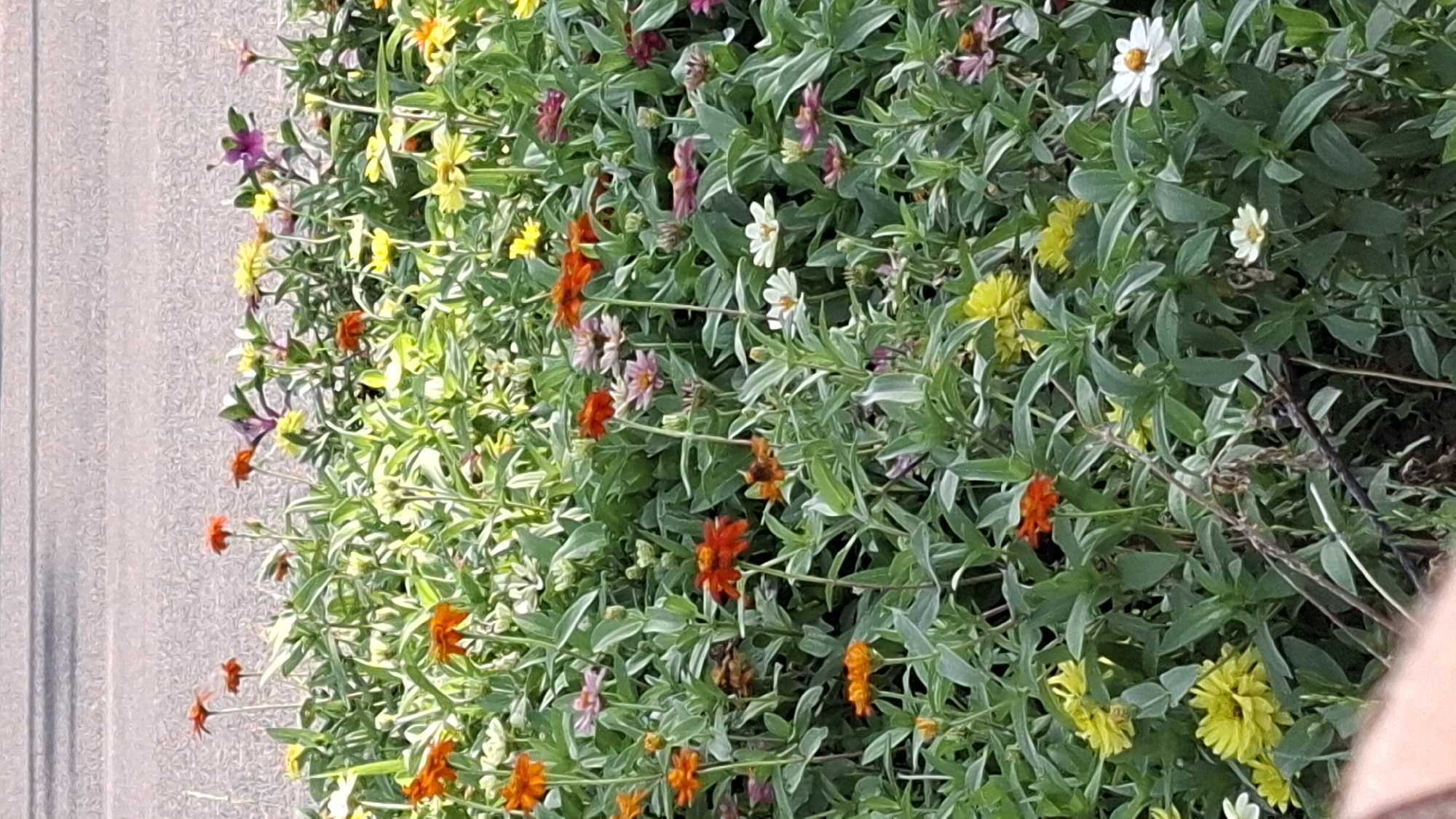 The image shows a vibrant patch of zinnias blooming in front of a grey paved surface, possibly a road or sidewalk. The flowers are a mix of orange, yellow, pink, and white, with green foliage creating a lush backdrop. The overall impression is one of a well-maintained garden or roadside planting. The scene is devoid of any people or discernible activity. Given the presence of zinnias, commonly found in gardens and urban plantings in temperate climates, and the grey paved surface, it is plausible this scene could be located in a park, along a street, or in a residential area within the city of Shymkent, Kazakhstan.