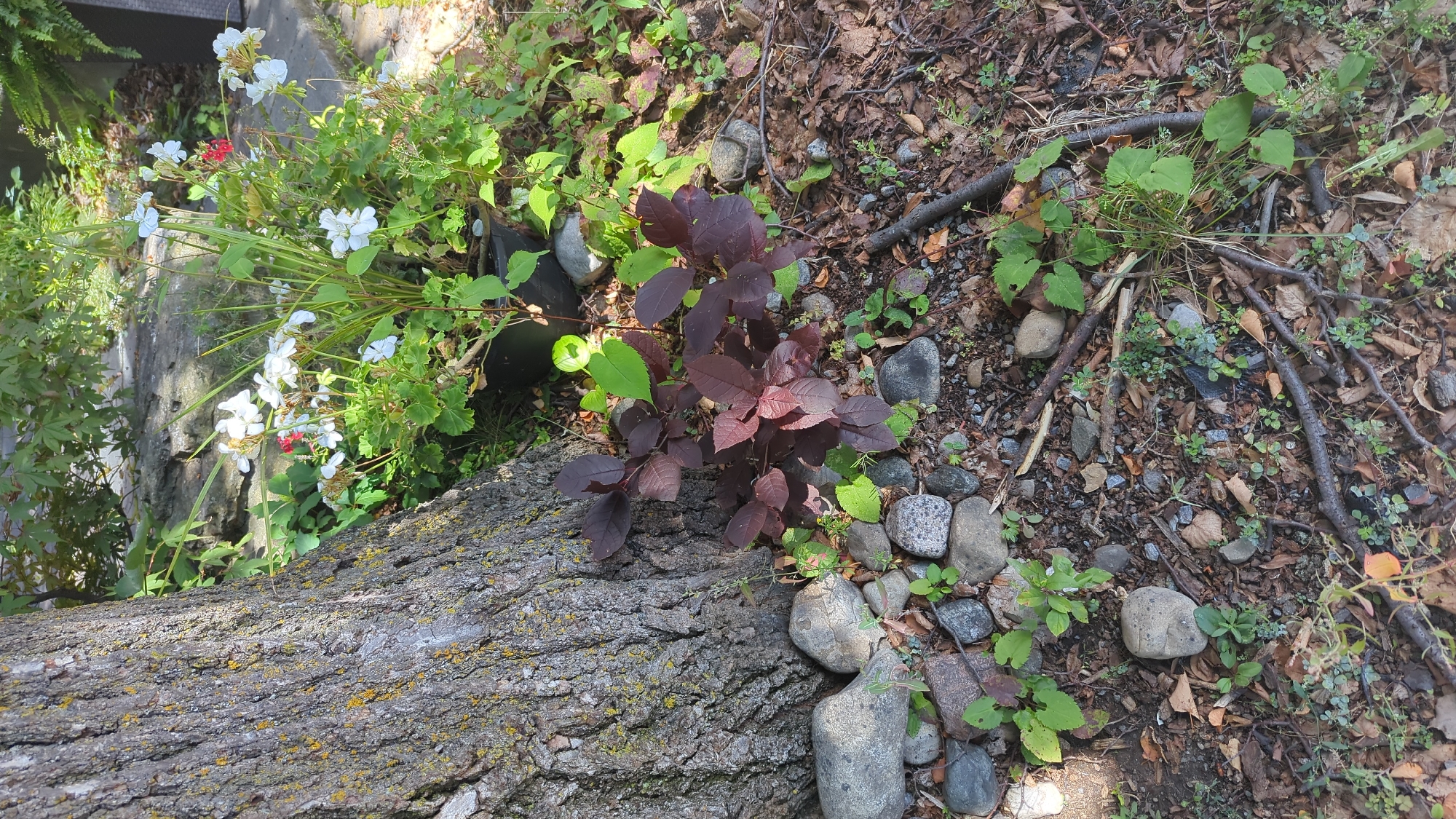 In an outdoor setting, likely a garden or yard in an unidentifiable location, a large tree trunk dominates the left side of the frame. Its bark is rough and textured, with patches of lichen. At the base of the tree, a cluster of dark purple leaves sprouts from a small plant, surrounded by various-sized grey stones and fallen leaves. To the right of this, a potted plant with small white and red flowers, along with green foliage, sits in a black pot. The ground is covered with a mix of soil, small pebbles, dry leaves, and twigs, with sparse green ground cover. Sunlight filters through the scene, casting dappled shadows.